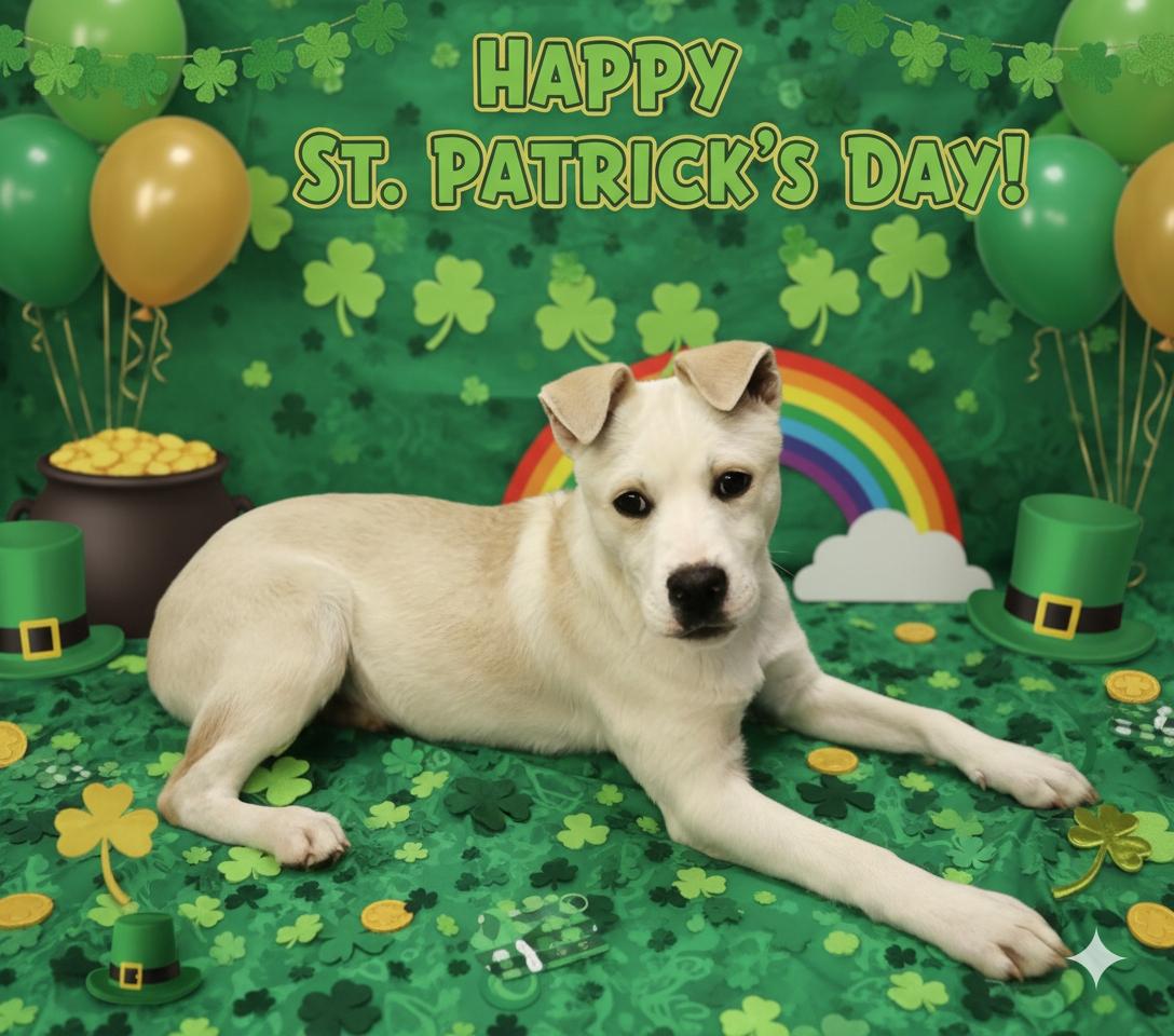 Raphael , ADOPTABLE, Puppy Male Labrador Retriever & Australian Cattle Dog / Blue Heeler.