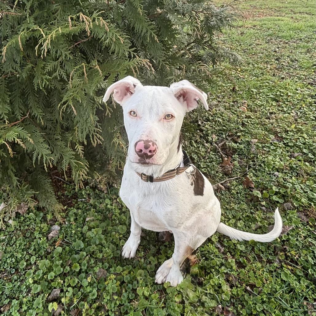 Niko, Adoptable, Young Male Pit Bull Terrier.