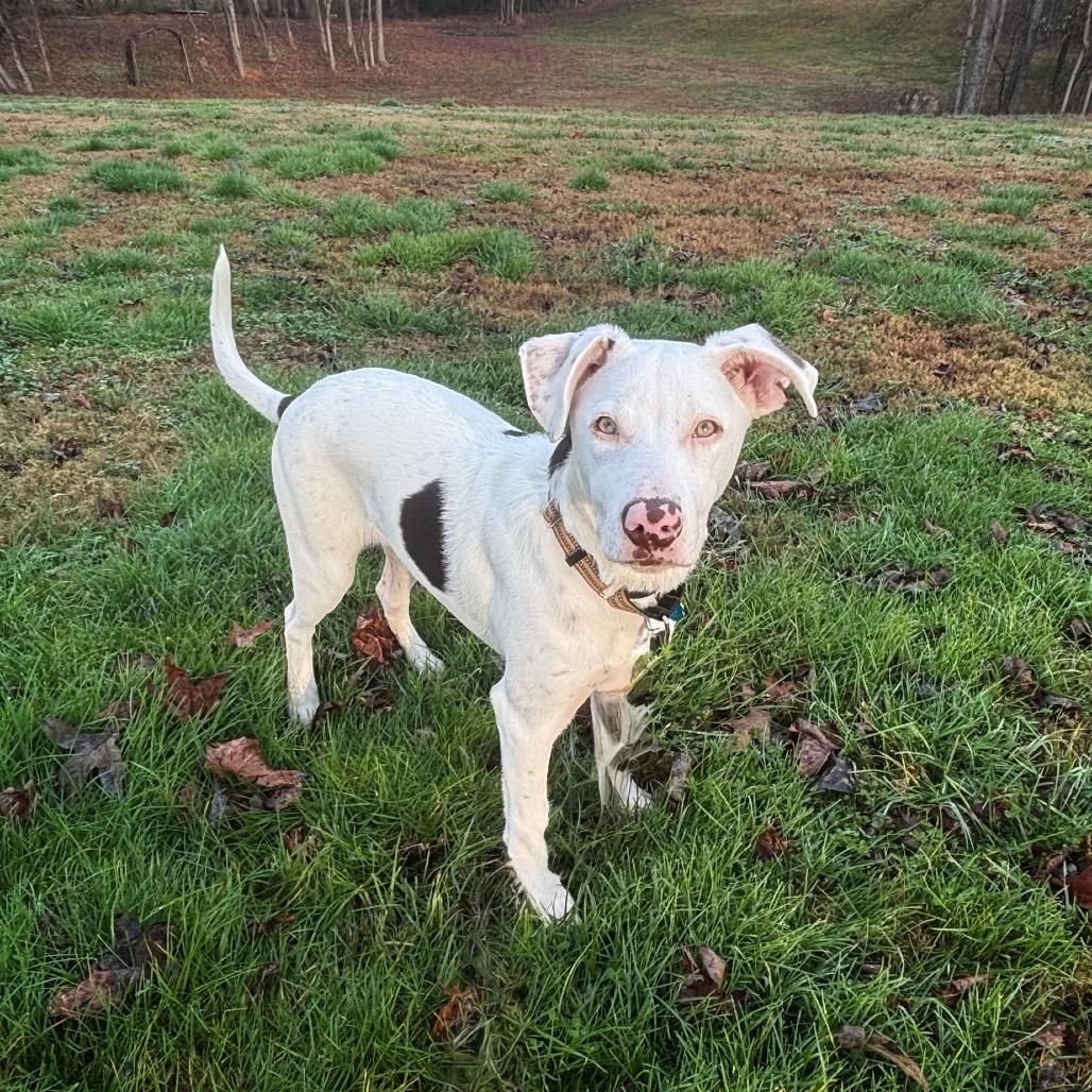Enlarge Niko, a Adoptable mixed breed in Brownsboro, AL image 2/6