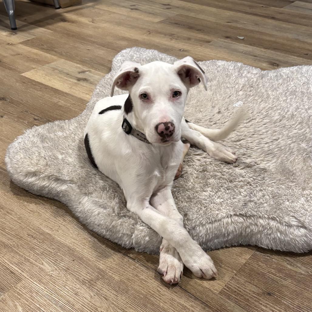 Niko — thumbnail 3