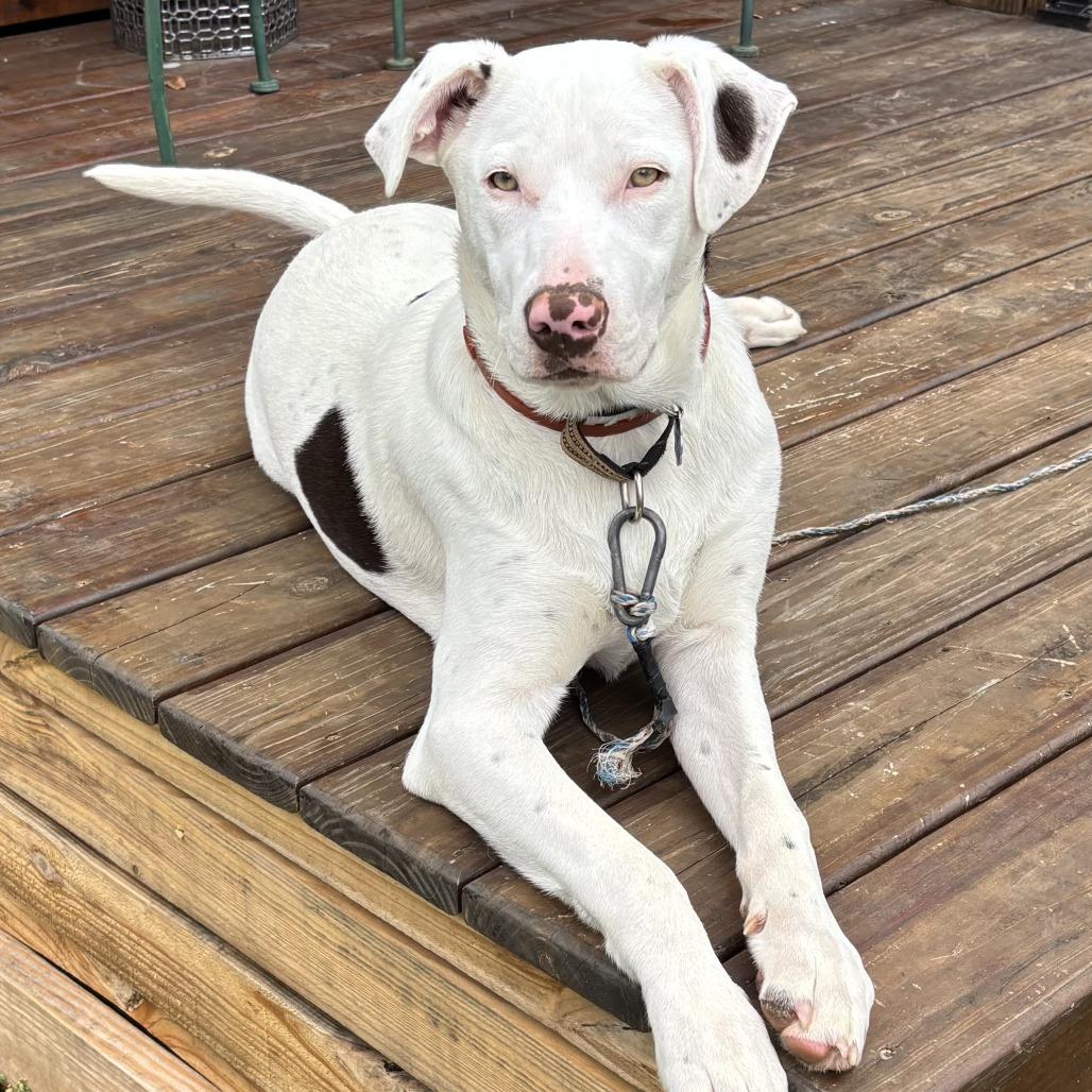 Enlarge Niko, a Adoptable mixed breed in Brownsboro, AL image 4/6