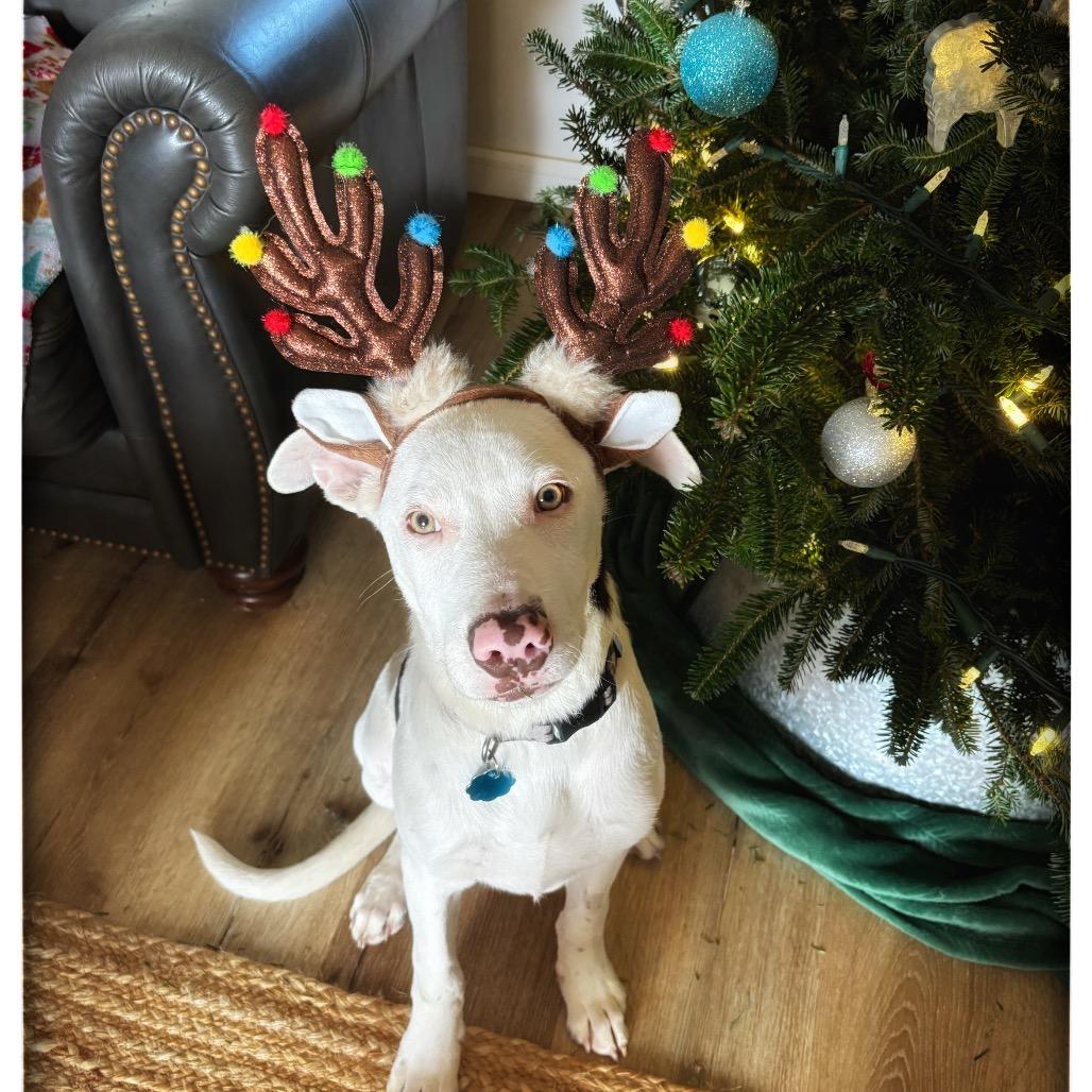 Enlarge Niko, a Adoptable mixed breed in Brownsboro, AL image 4/6