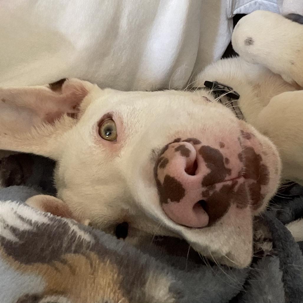 Niko — thumbnail 5