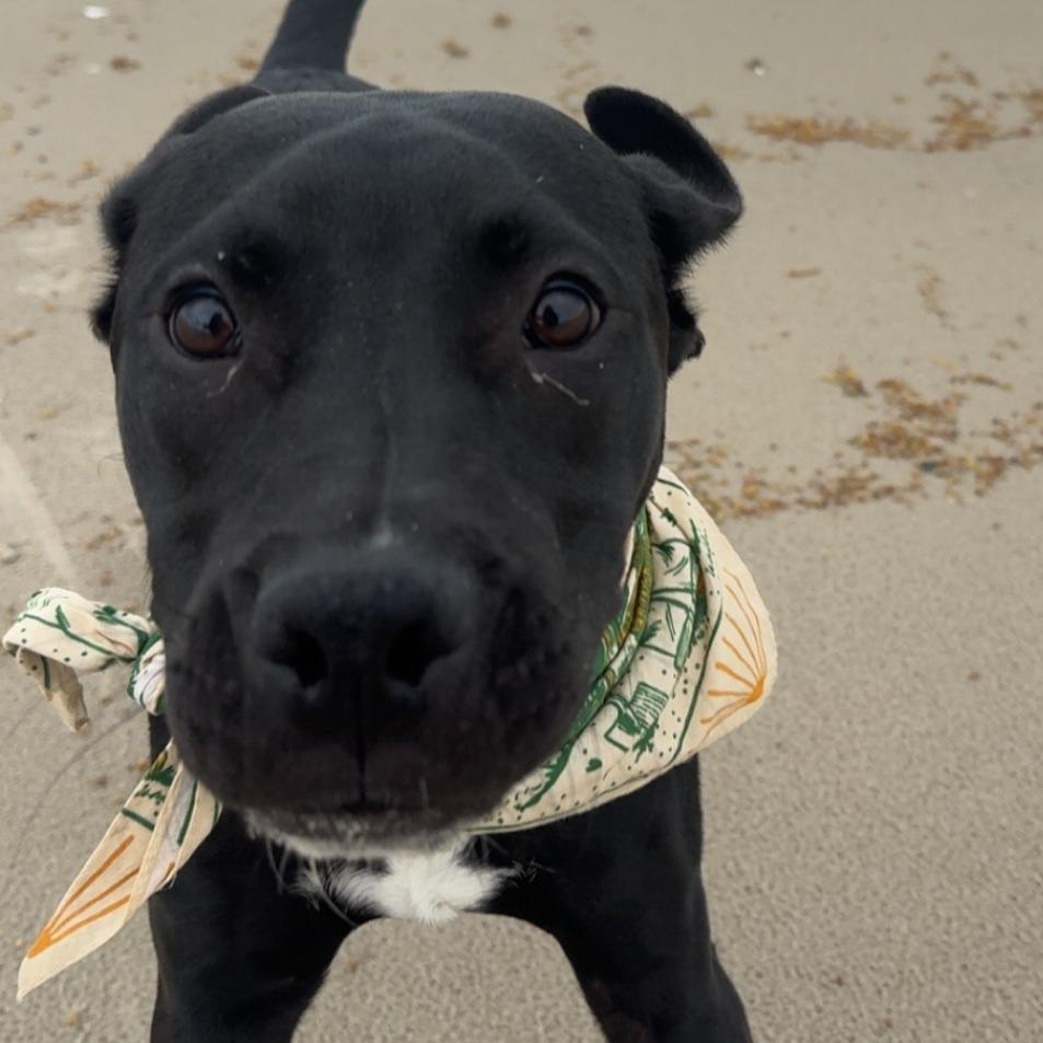 Hazelnut, Adoptable, Young Male Terrier.