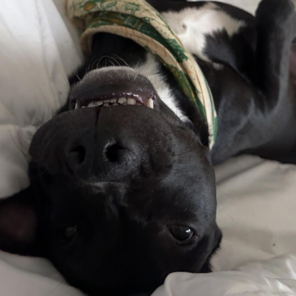 Hazelnut, a Adoptable Terrier in Corpus Christi, TX image 3/6