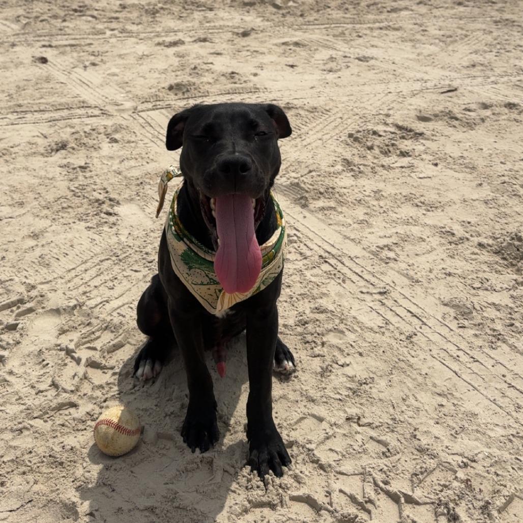 Hazelnut, a Adoptable Terrier in Corpus Christi, TX image 4/6