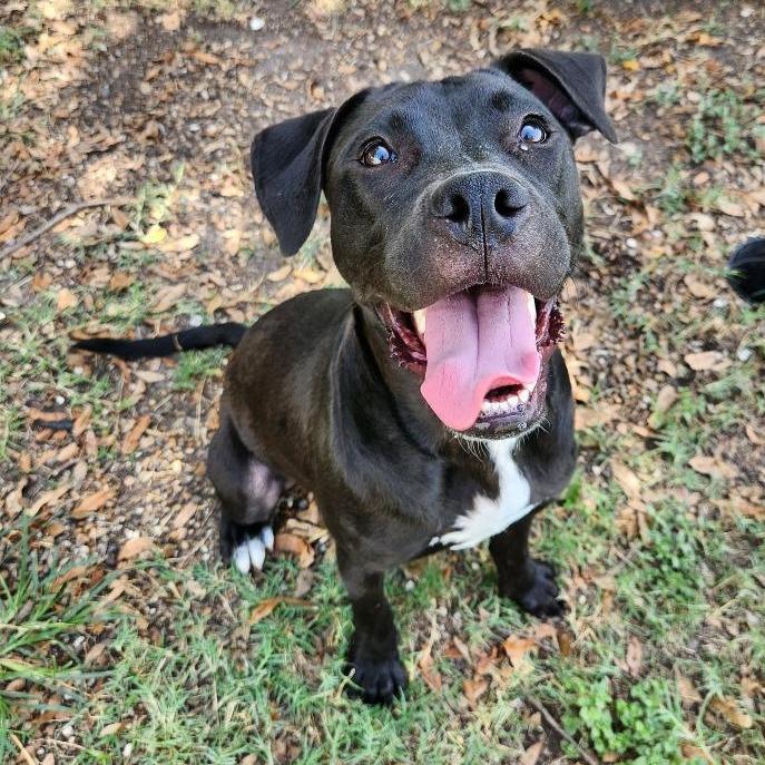Hazelnut, a Adoptable Terrier in Corpus Christi, TX image 5/6