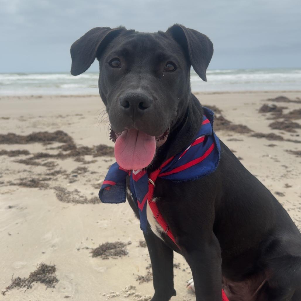 Hazelnut, a Adoptable Terrier in Corpus Christi, TX image 6/6