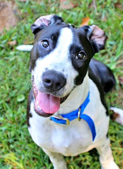 Pebbles, Adoptable, Adult Male Great Dane & Mixed Breed.
