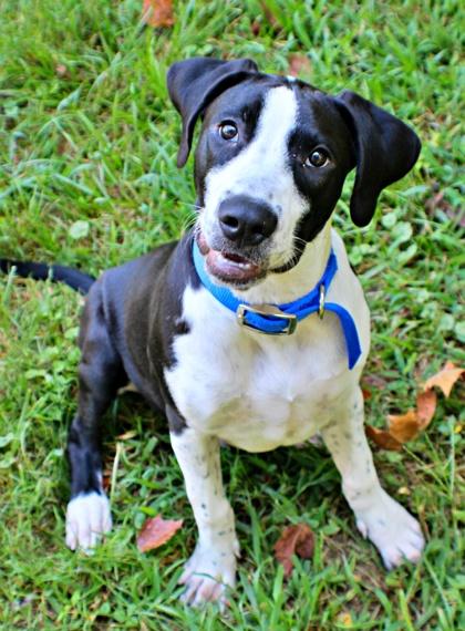 Enlarge Pebbles, a Adoptable mixed breed in Morton Grove, IL image 2/2