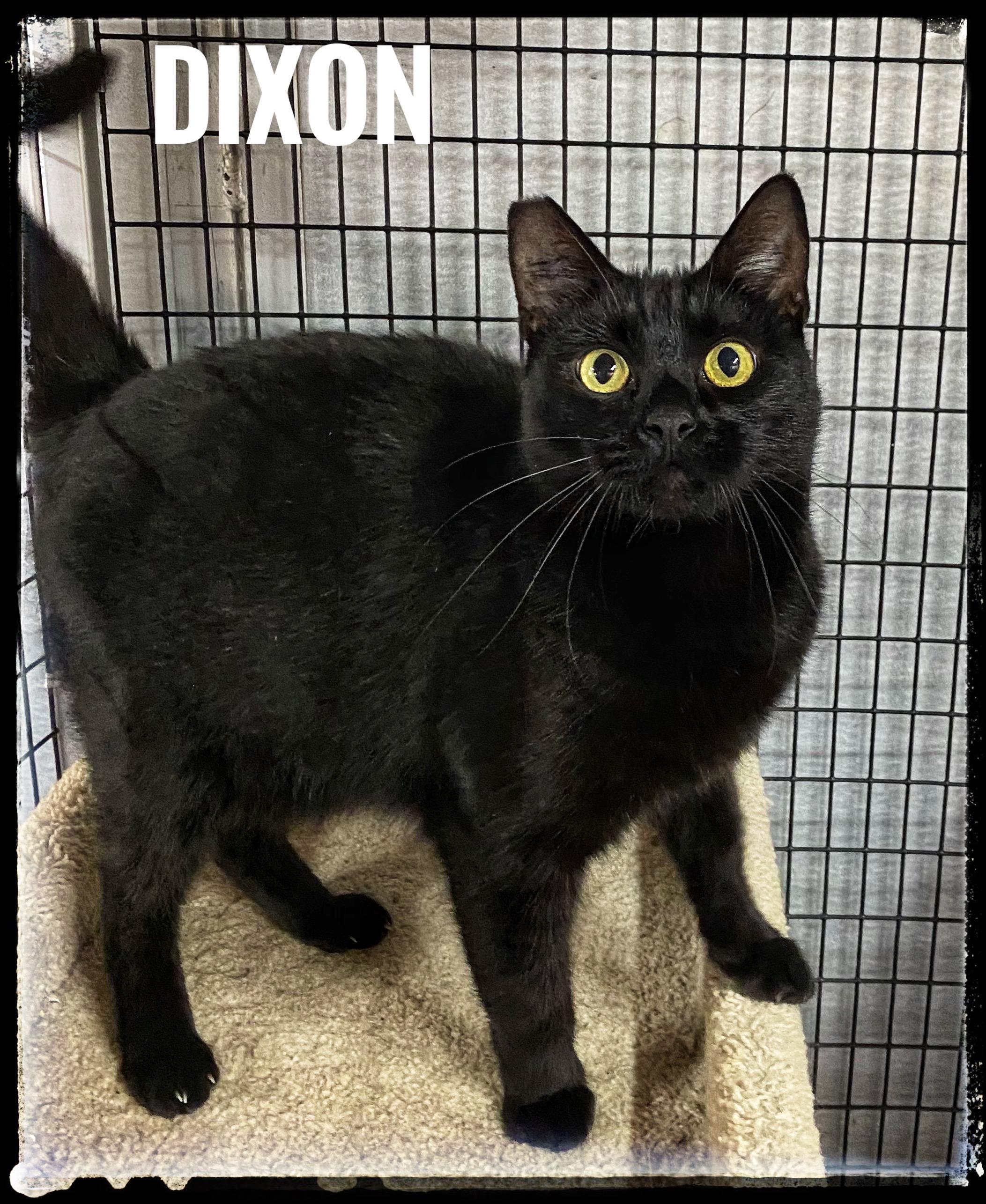 Enlarge Dixon, a Adoptable Domestic Short Hair in El Cajon, CA image 1/2