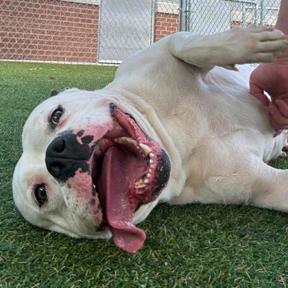 Polly, a Adoptable mixed breed in Gastonia, NC image 1/3