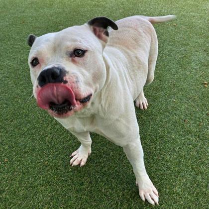 Polly, a Adoptable mixed breed in Gastonia, NC image 2/3