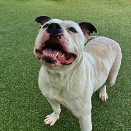 Polly, a Adoptable mixed breed in Gastonia, NC image 3/3