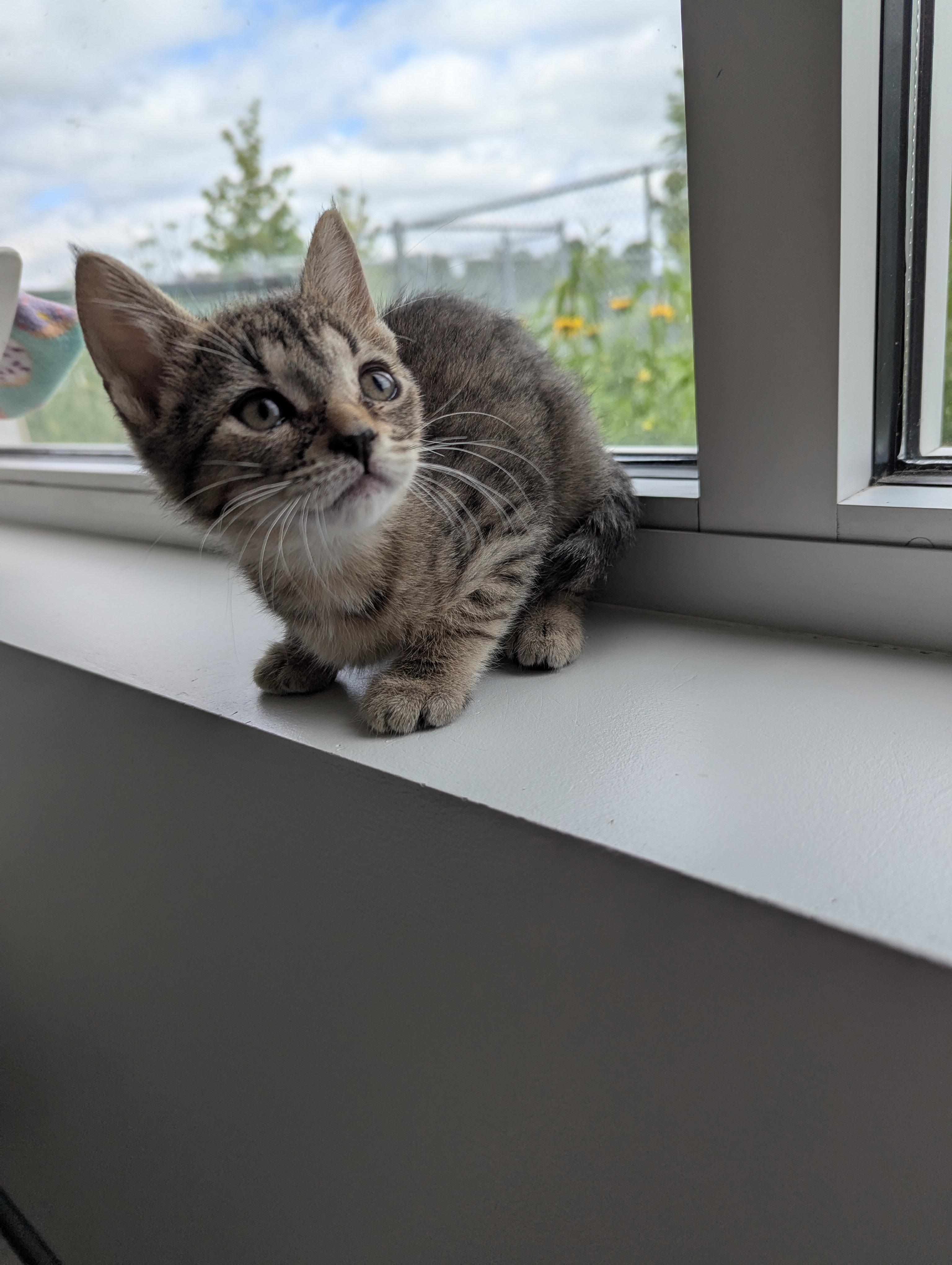 Cora