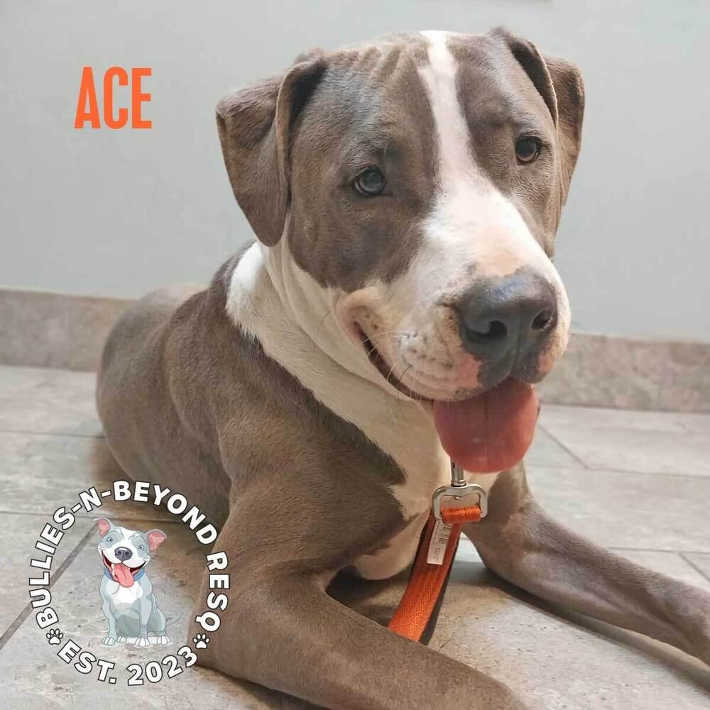 Enlarge Ace, a Adoptable mixed breed in Omaha, NE image 1/6