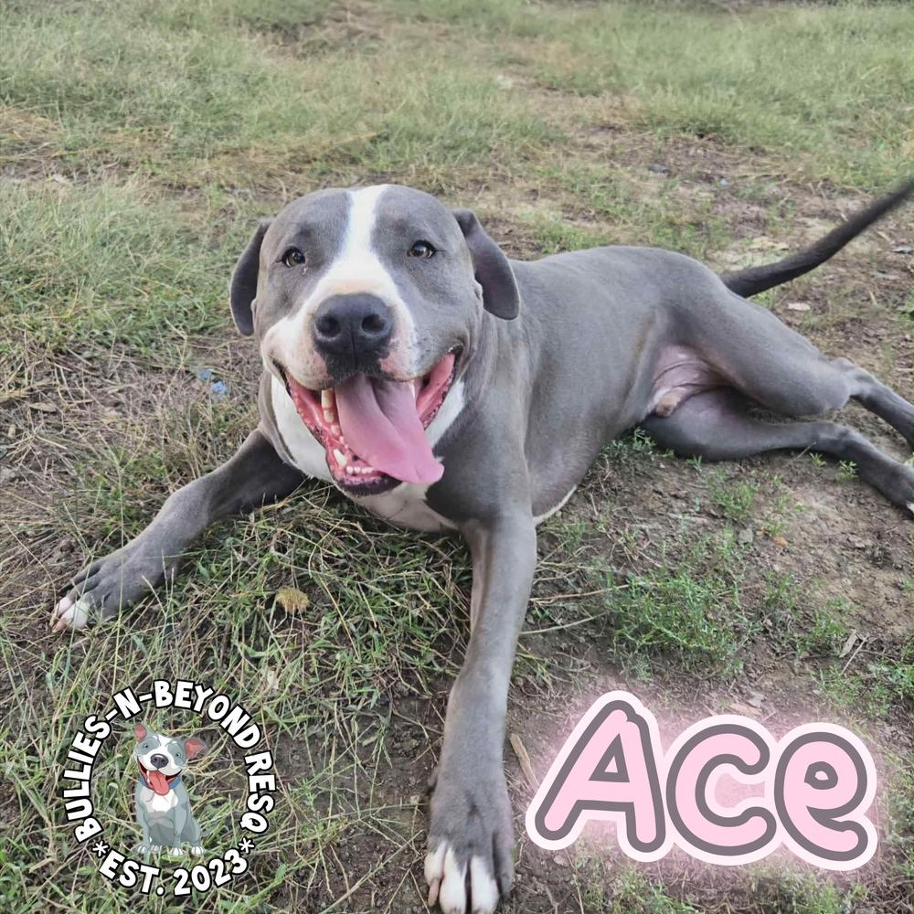 Enlarge Ace, a Adoptable mixed breed in Omaha, NE image 4/6
