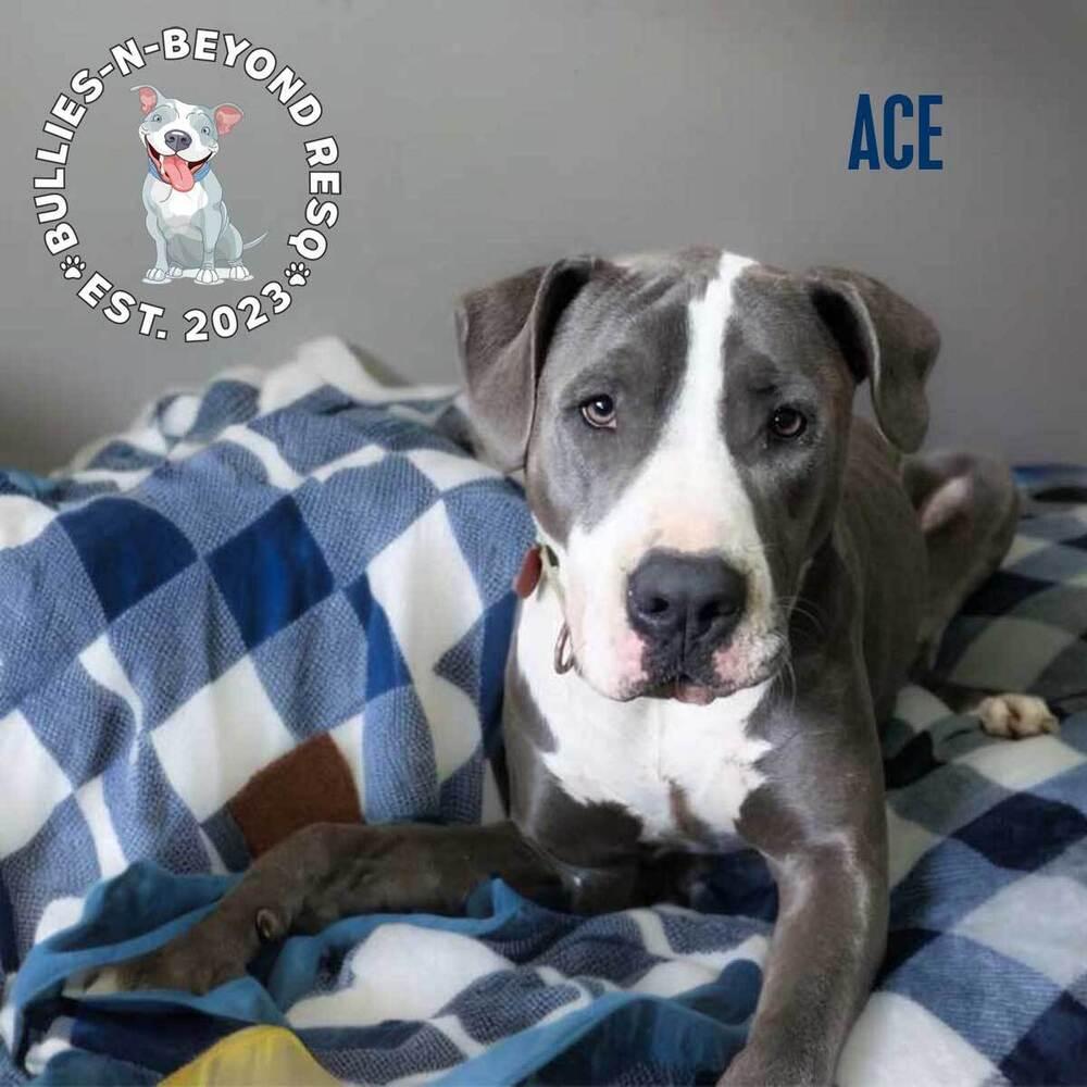 Enlarge Ace, a Adoptable mixed breed in Omaha, NE image 6/6