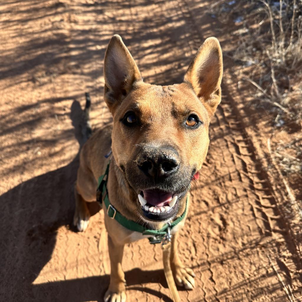Enlarge Whiskey Pete, a Adoptable mixed breed in Kanab, UT image 1/6