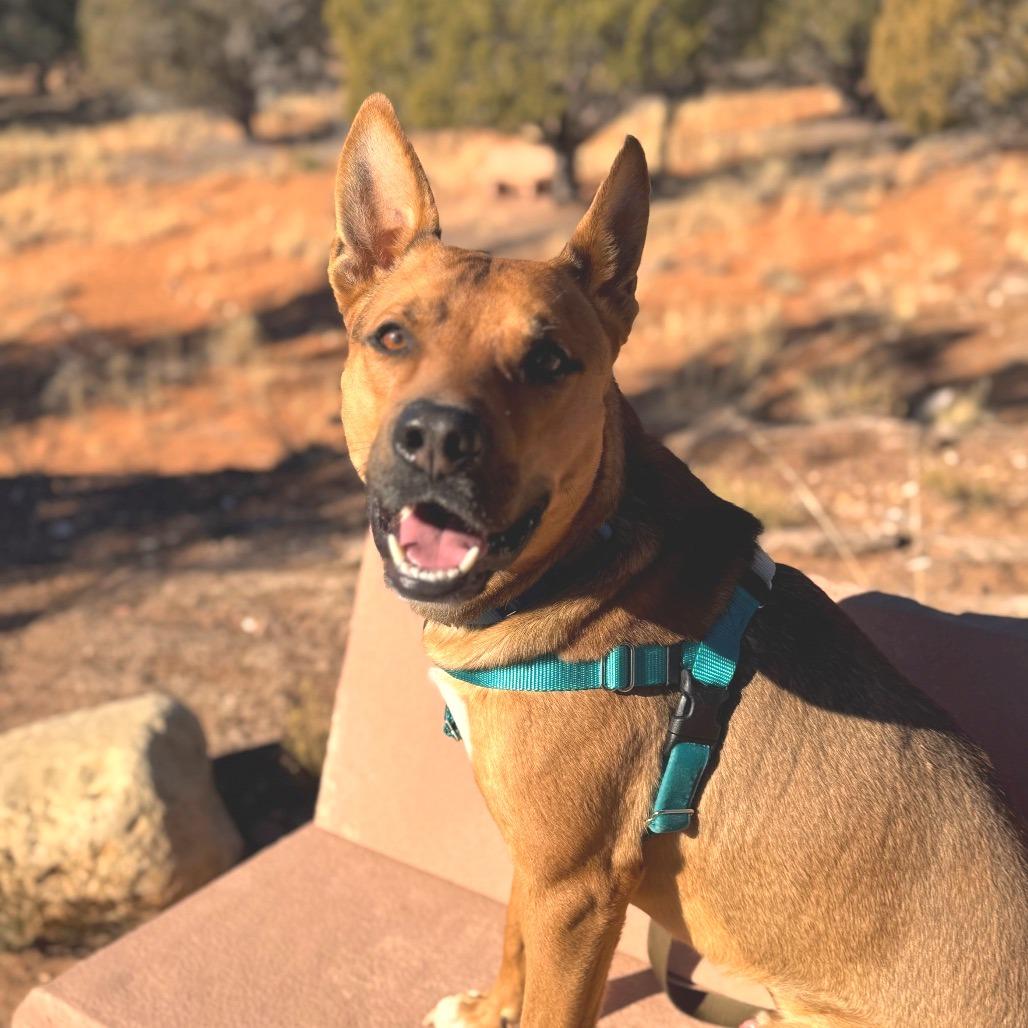 Enlarge Whiskey Pete, a Adoptable mixed breed in Kanab, UT image 2/6