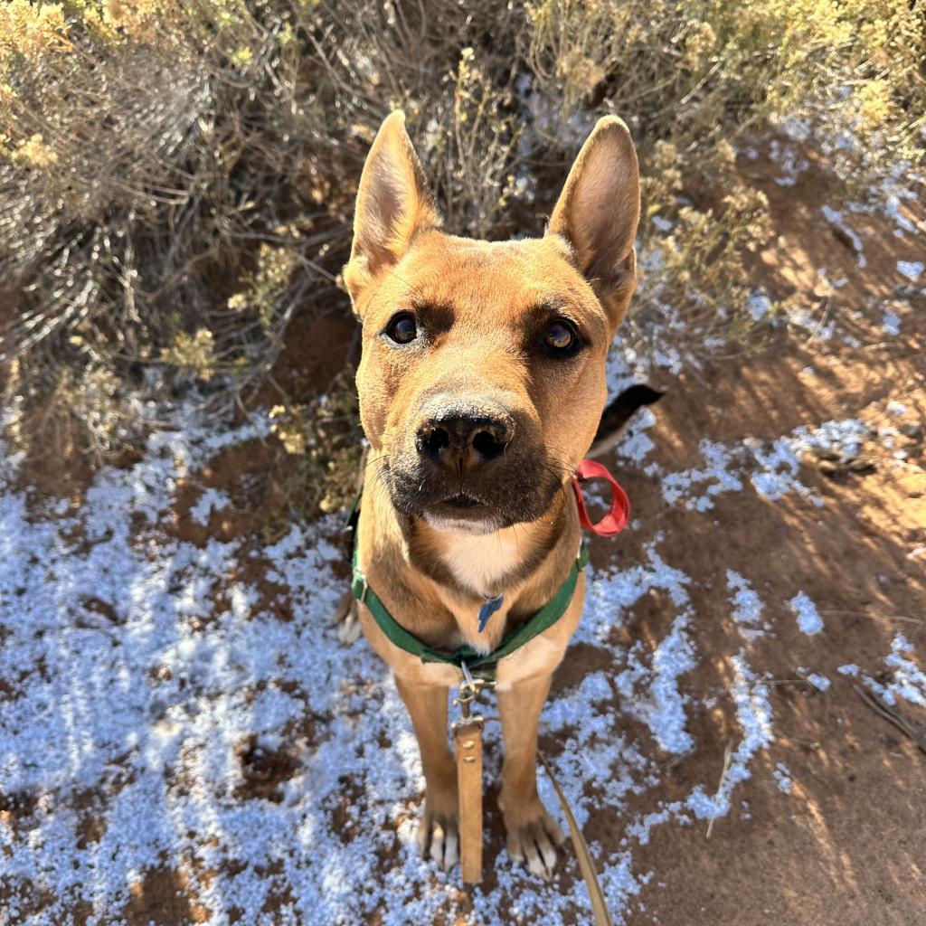 Enlarge Whiskey Pete, a Adoptable mixed breed in Kanab, UT image 3/6
