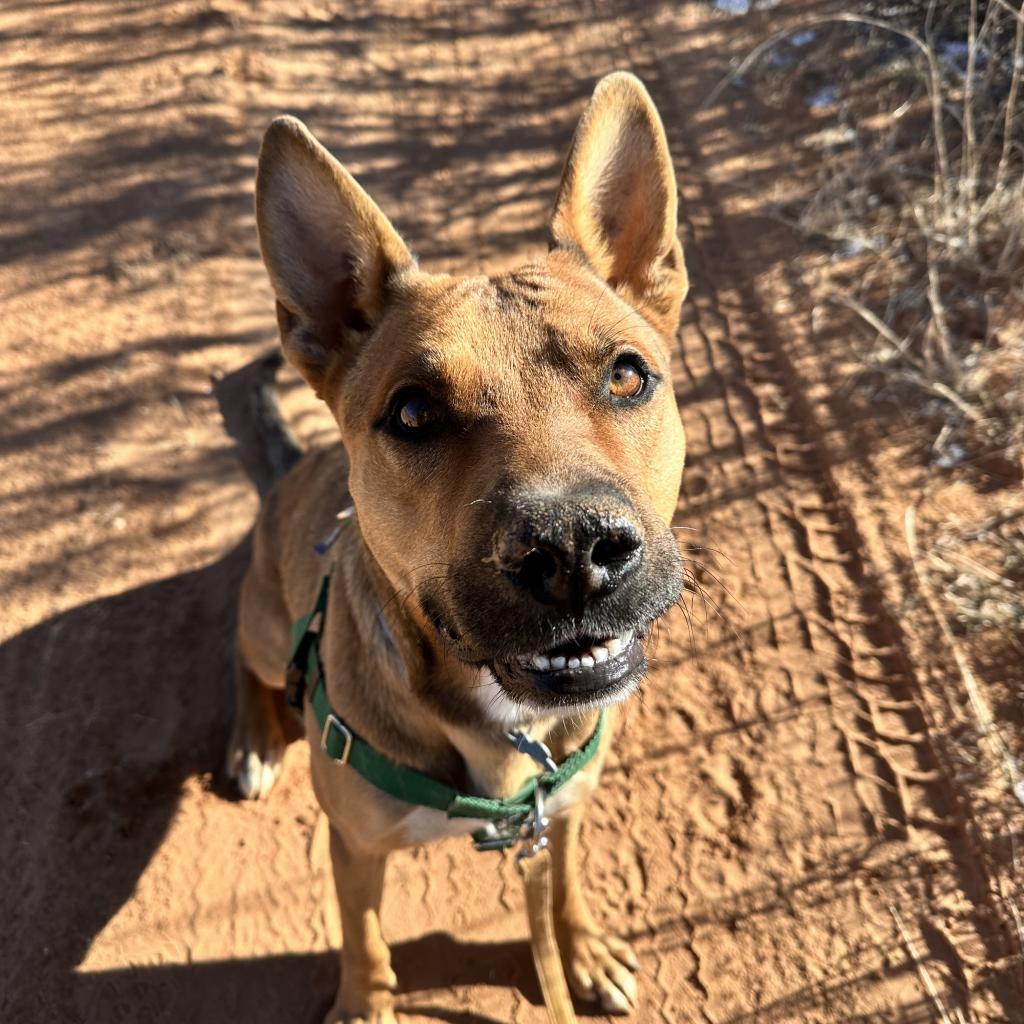 Enlarge Whiskey Pete, a Adoptable mixed breed in Kanab, UT image 4/6