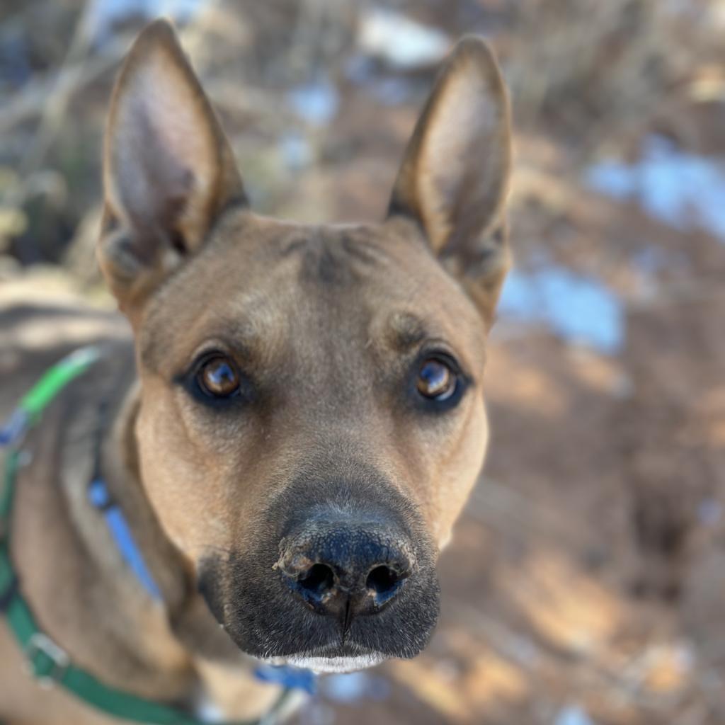 Enlarge Whiskey Pete, a Adoptable mixed breed in Kanab, UT image 5/6