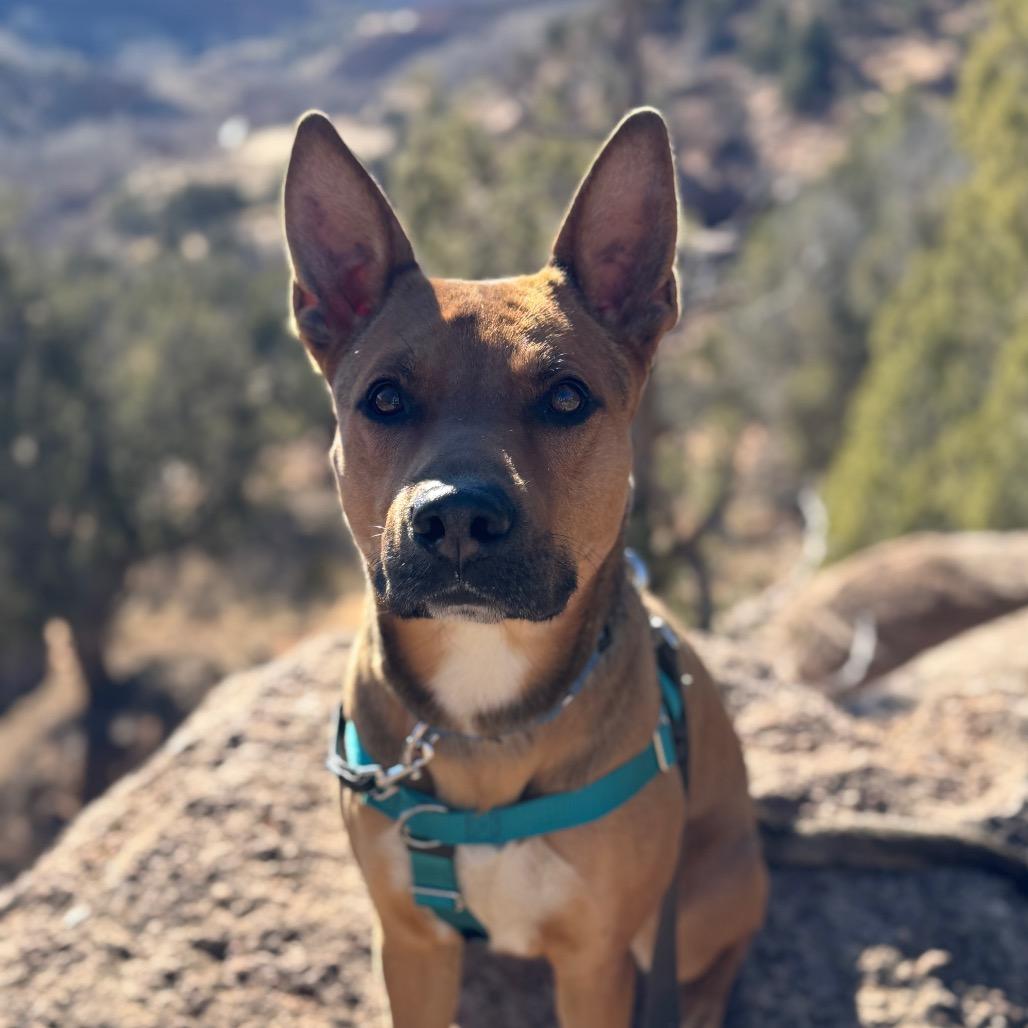 Whiskey Pete — thumbnail 5