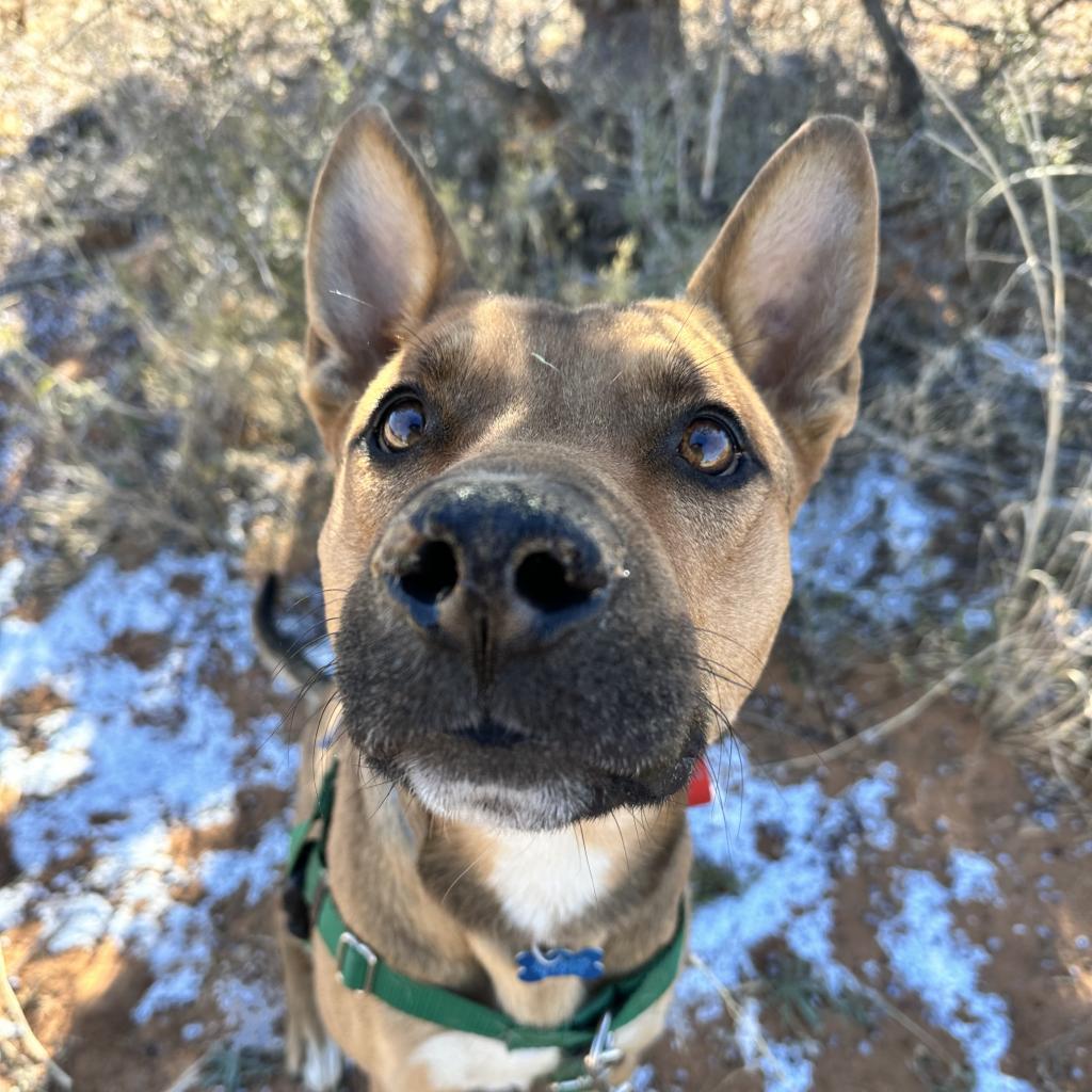 Enlarge Whiskey Pete, a Adoptable mixed breed in Kanab, UT image 6/6