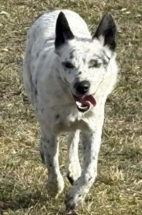 Enlarge Shockey - Courtesy Listing see info , a ADOPTABLE mixed breed in Polson, MT image 2/3
