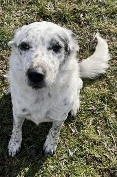 Enlarge Shockey - Courtesy Listing see info , a ADOPTABLE mixed breed in Polson, MT image 1/3