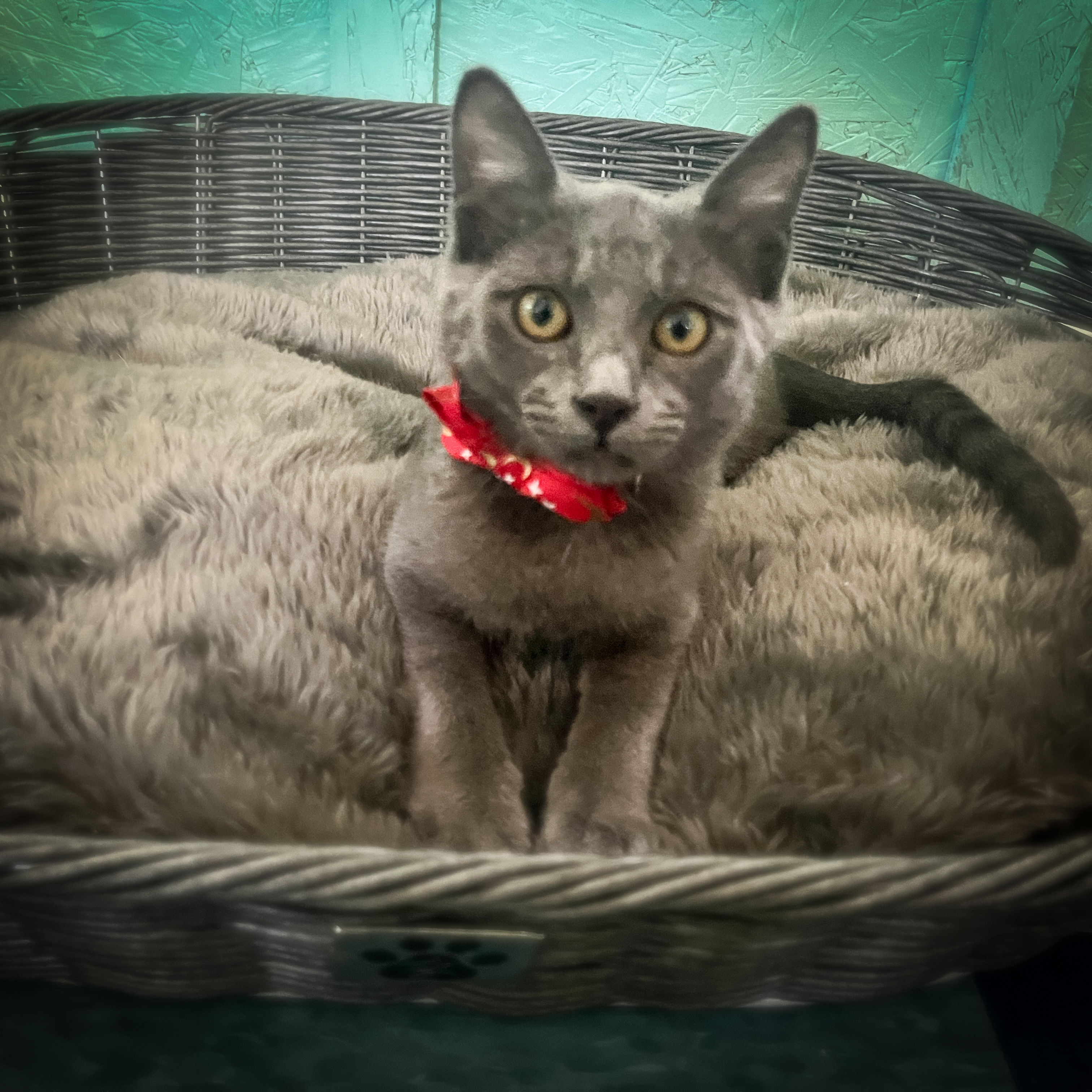 Smokey, Adopted, Kitten Male Russian Blue & Domestic Short Hair.