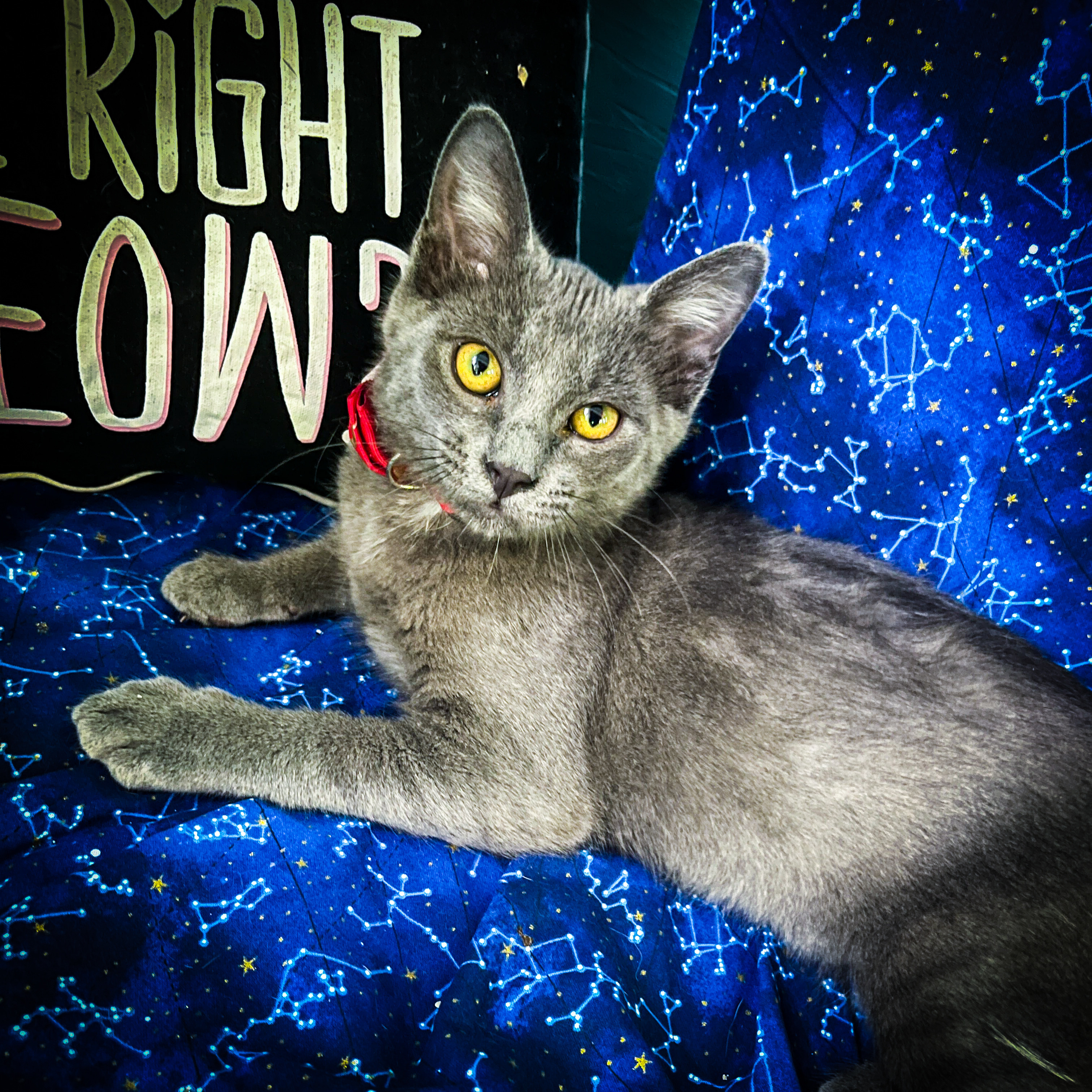 Enlarge Smokey, a Adopted mixed breed in Sherman, TX image 2/12