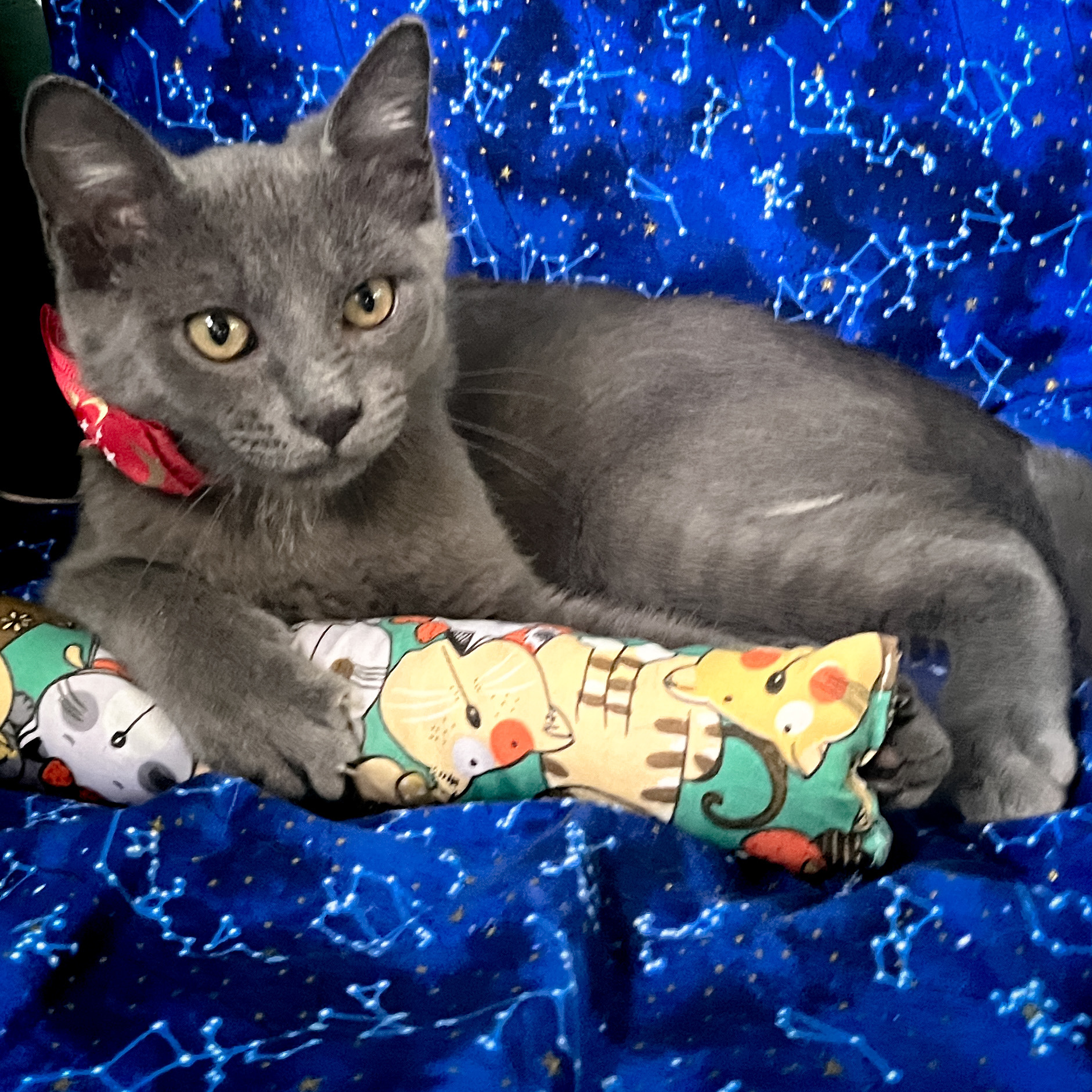 Enlarge Smokey, a Adopted mixed breed in Sherman, TX image 3/12