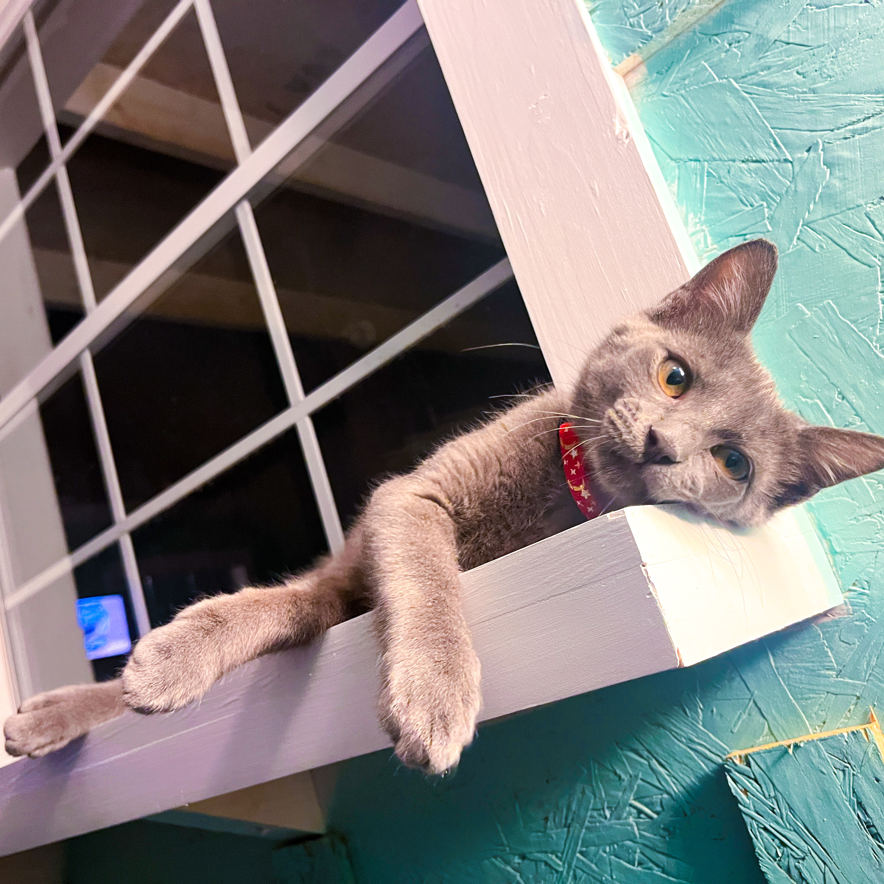 Enlarge Smokey, a Adopted mixed breed in Sherman, TX image 4/12