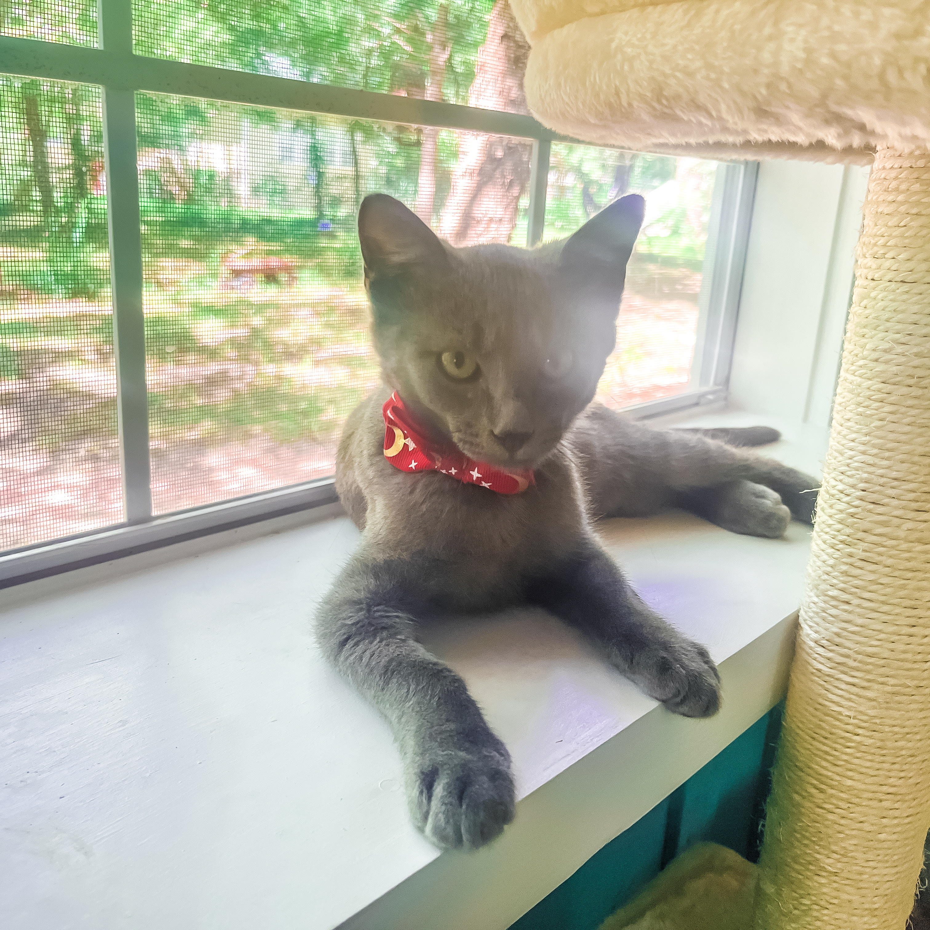 Enlarge Smokey, a Adopted mixed breed in Sherman, TX image 5/12