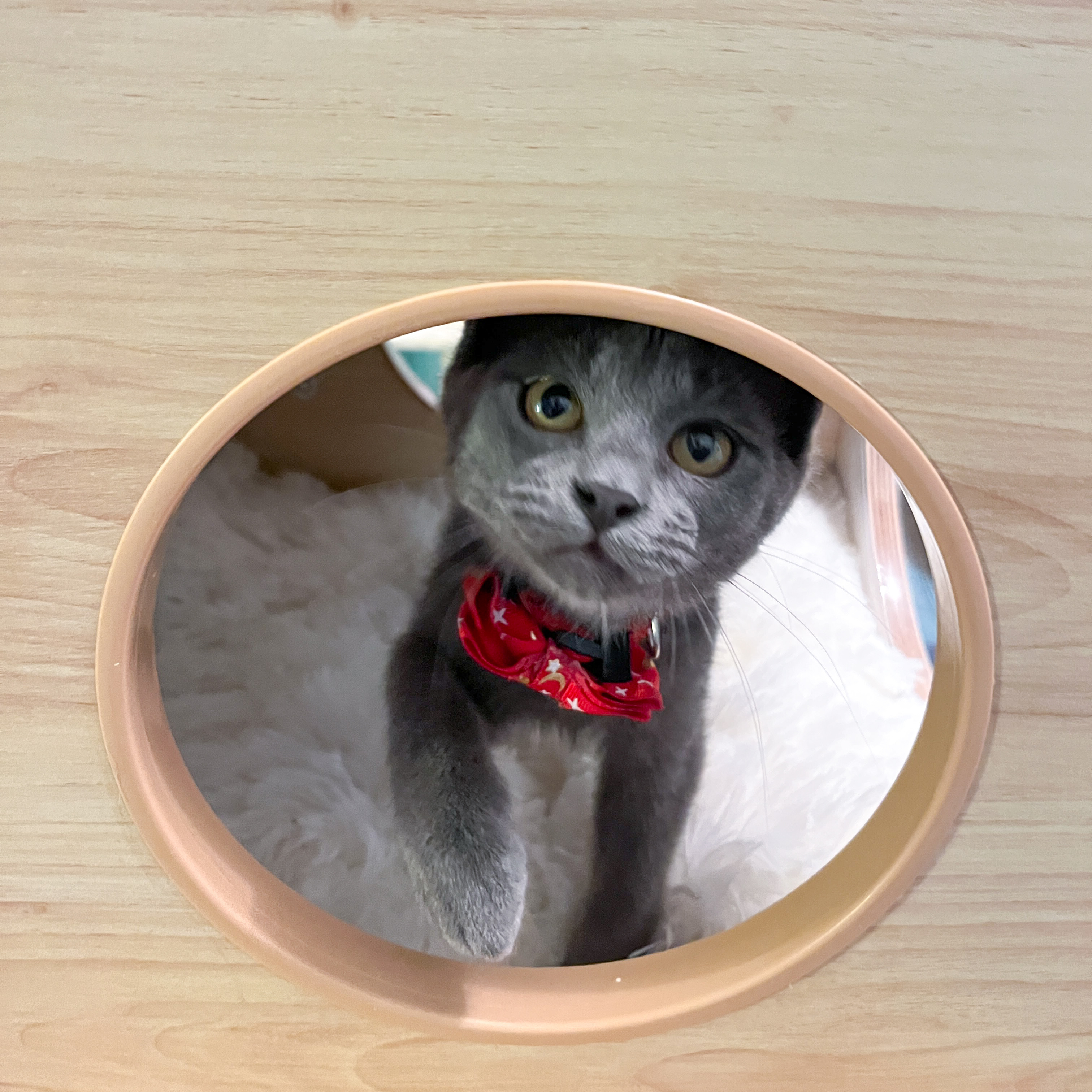 Enlarge Smokey, a Adopted mixed breed in Sherman, TX image 6/12