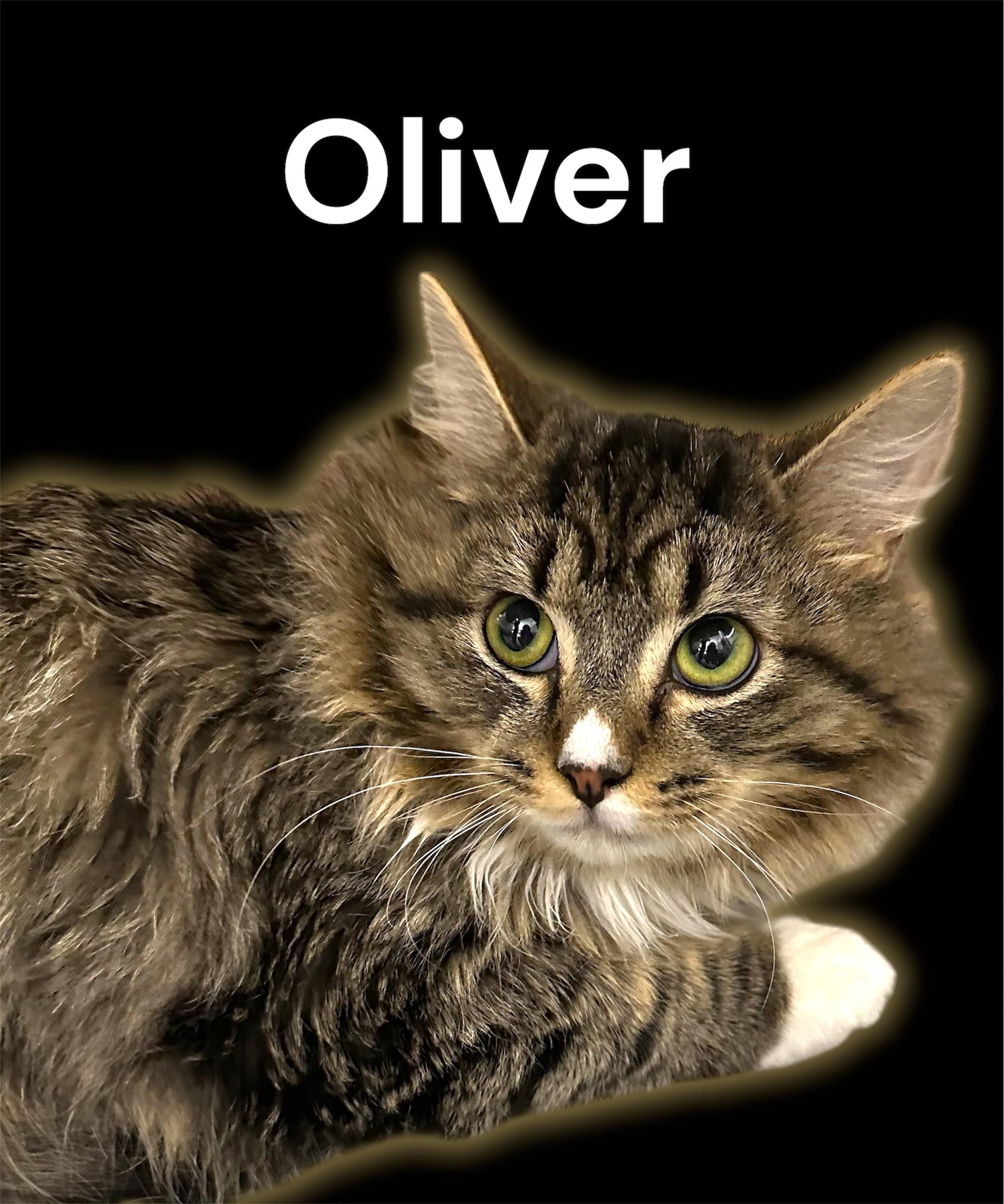 Oliver, adopted, Kitten Male Domestic Long Hair.