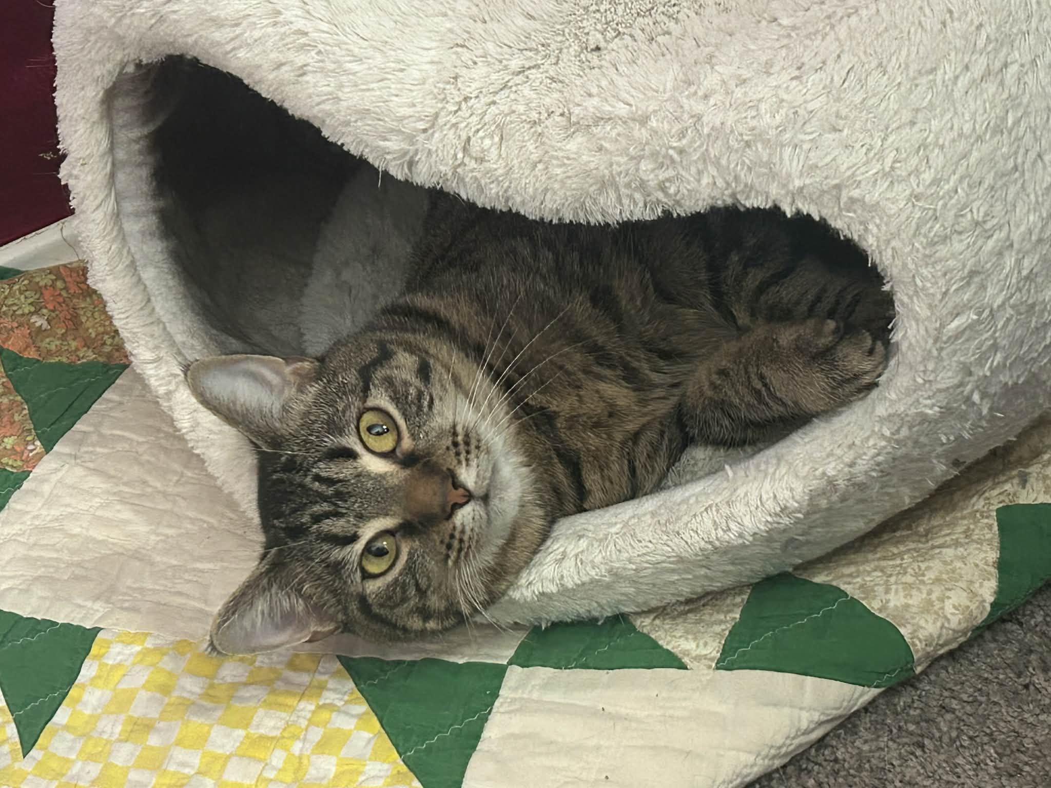 Turbo Granny, Adoptable, Adult Female Domestic Short Hair & Tabby.
