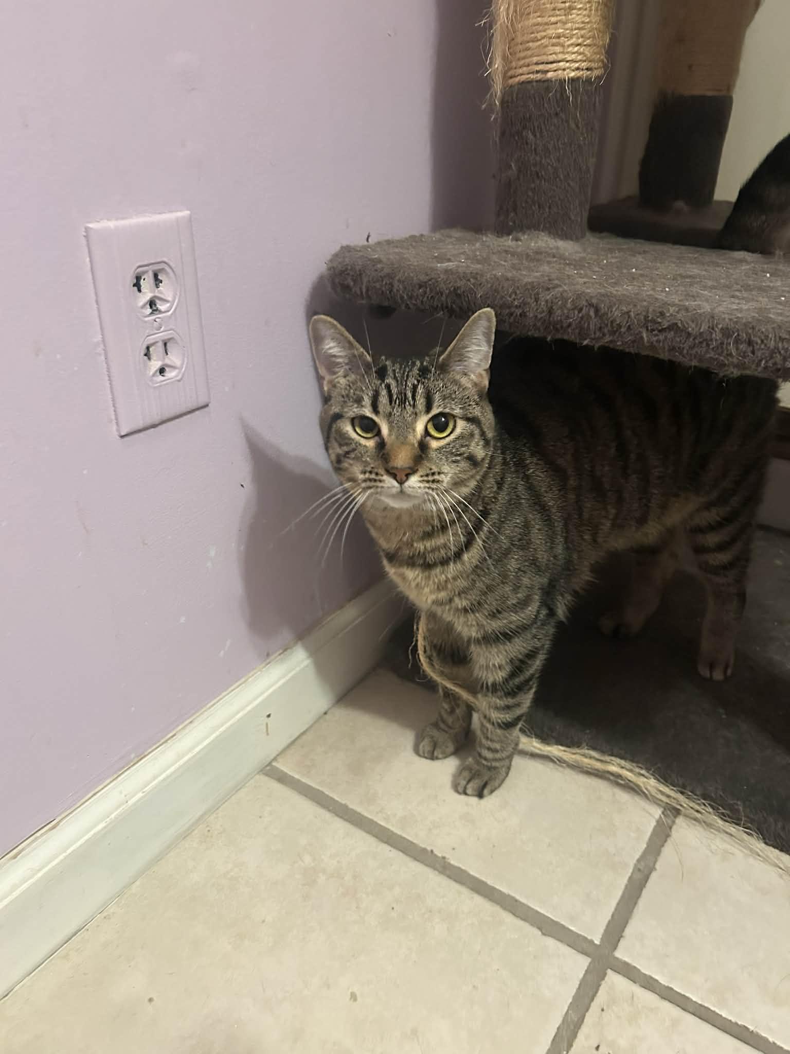 Enlarge Turbo Granny, a Adoptable mixed breed in Campbellsville, KY image 3/5