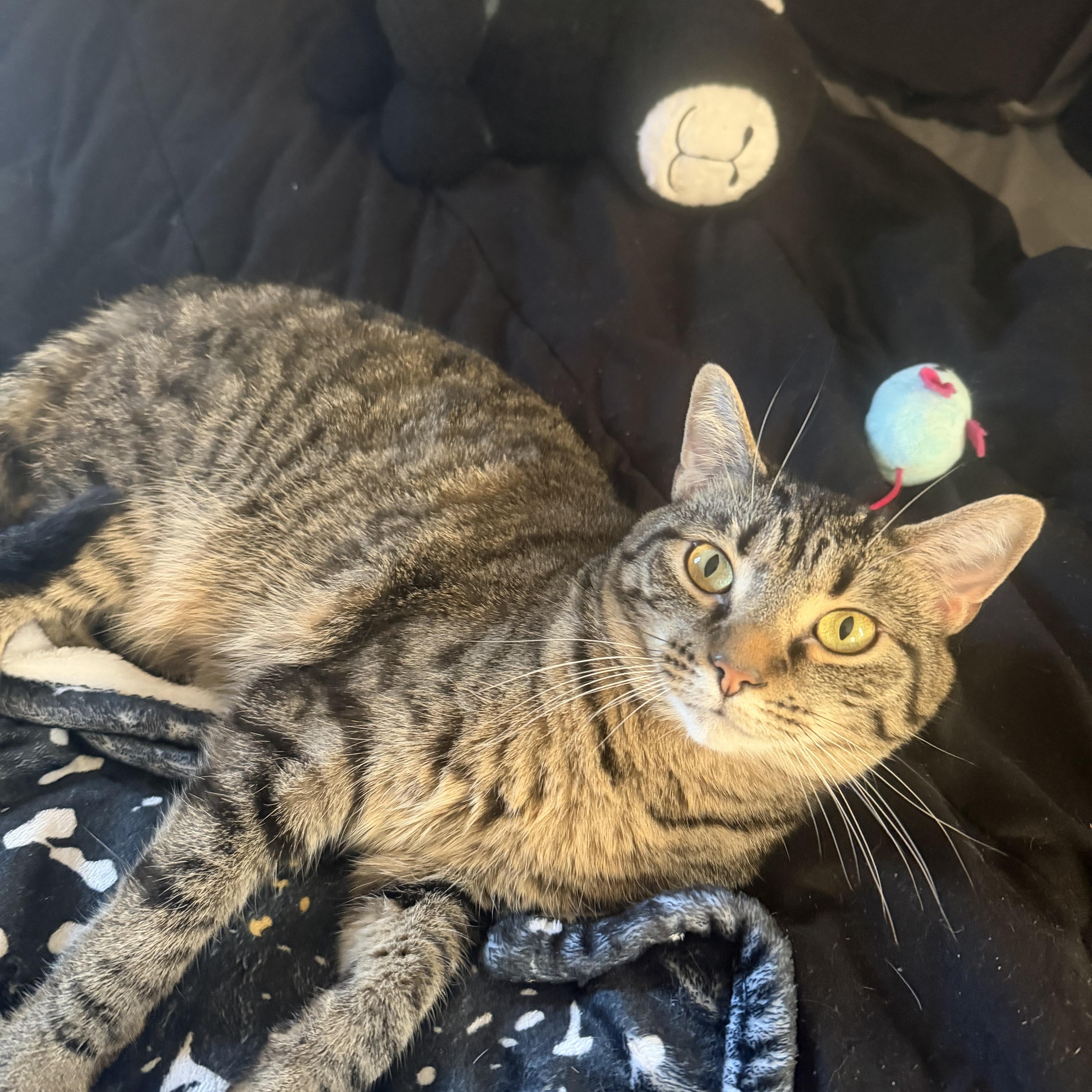Turbo Granny, Adoptable, Adult Female Domestic Short Hair & Tabby.