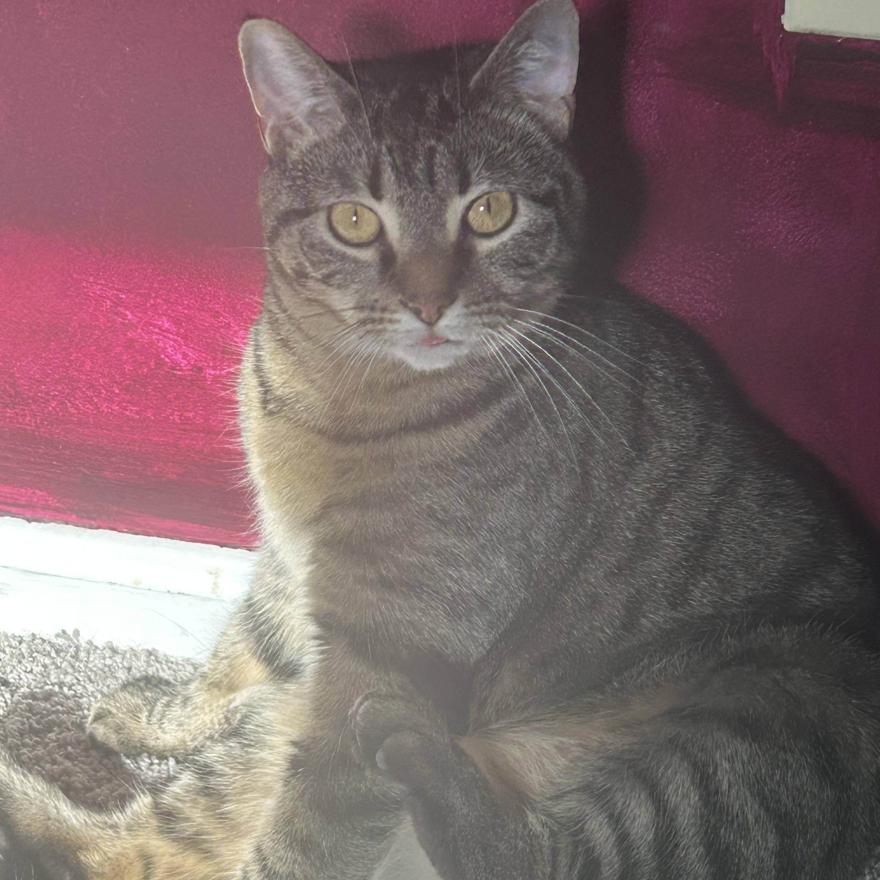 Turbo Granny, a Adoptable mixed breed in Campbellsville, KY image 6/6