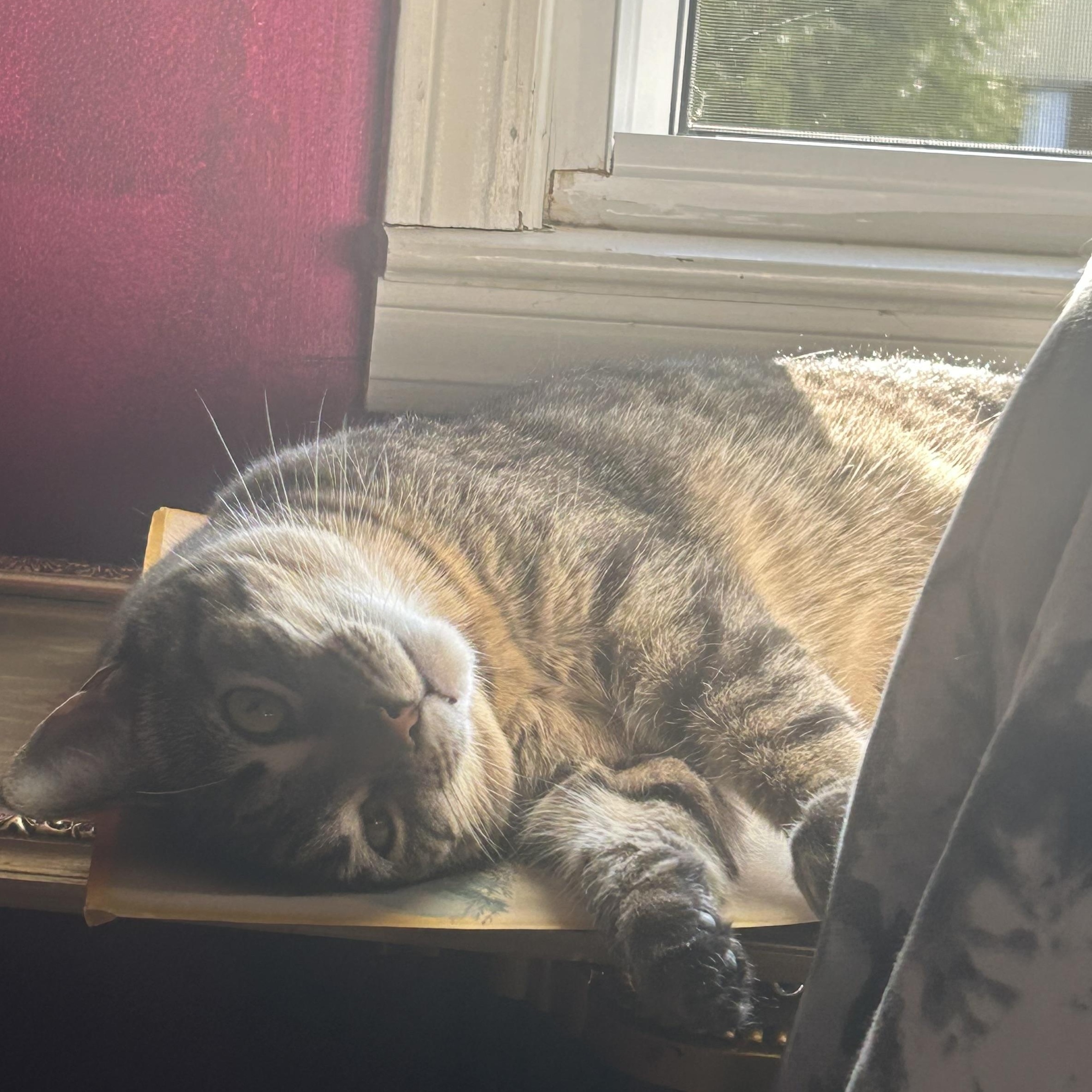 Turbo Granny, Adoptable, Adult Female Domestic Short Hair & Tabby.