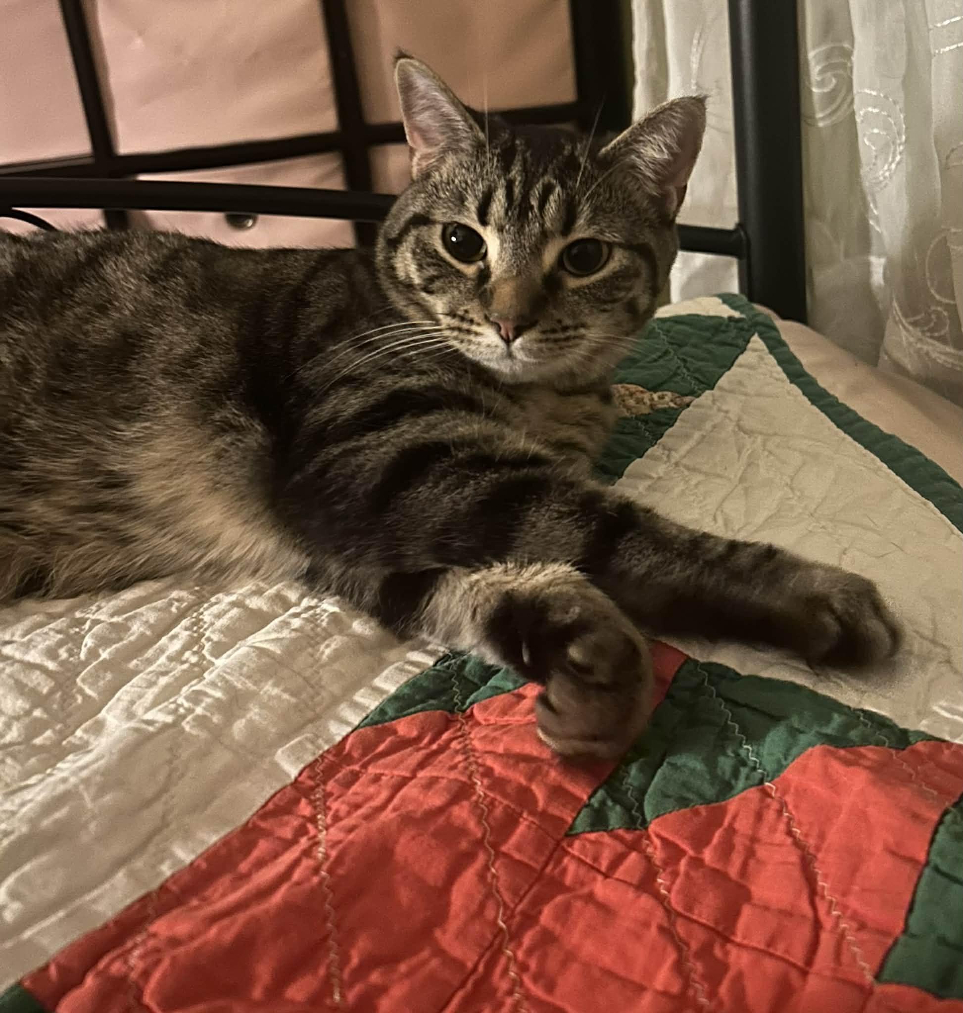 Enlarge Turbo Granny, a Adoptable mixed breed in Campbellsville, KY image 5/5