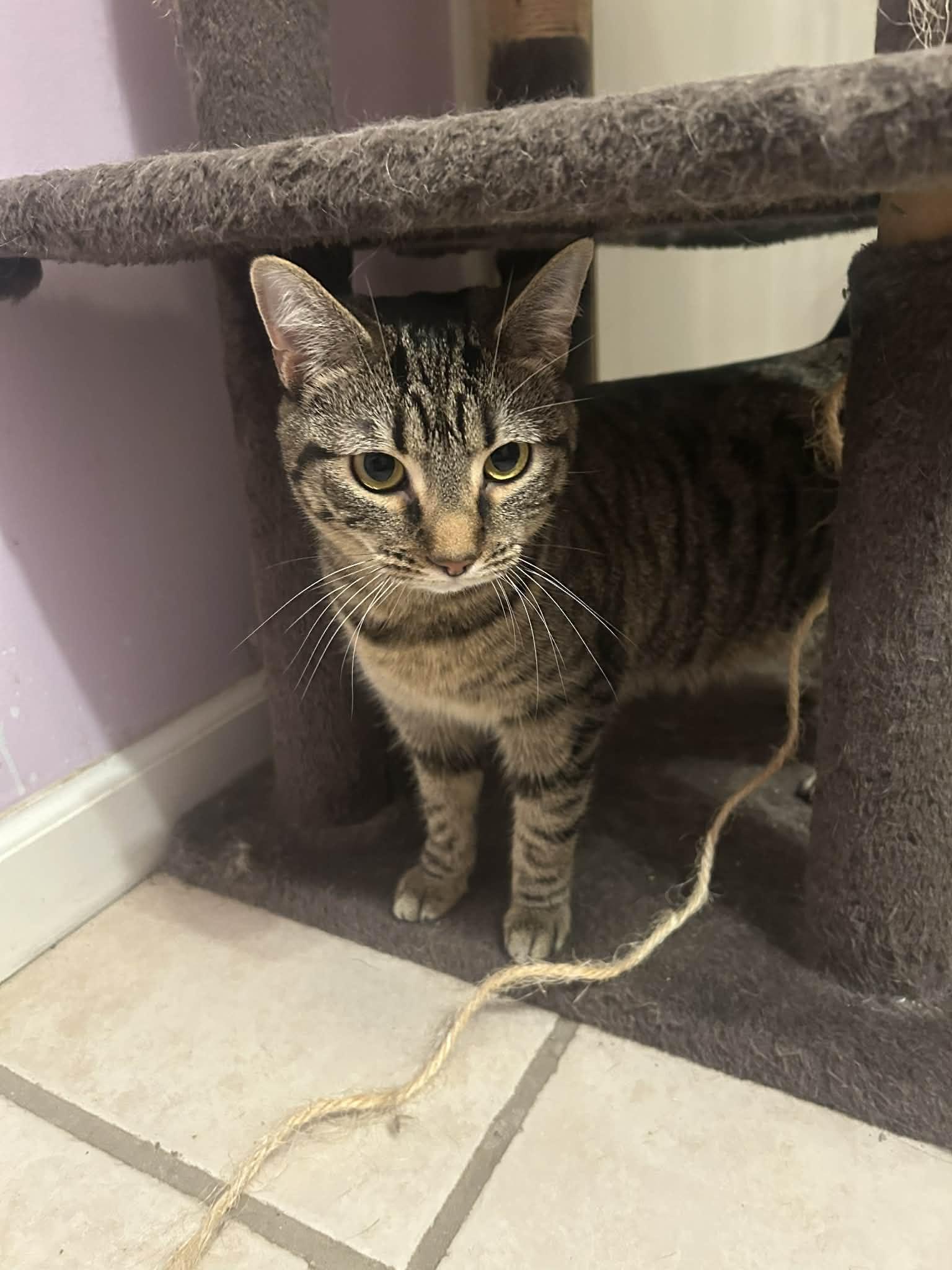 Enlarge Turbo Granny, a Adoptable mixed breed in Campbellsville, KY image 2/5