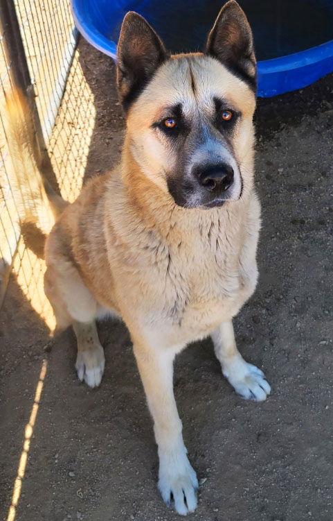 Dax, a Adoptable mixed breed in Romoland, CA image 2/6