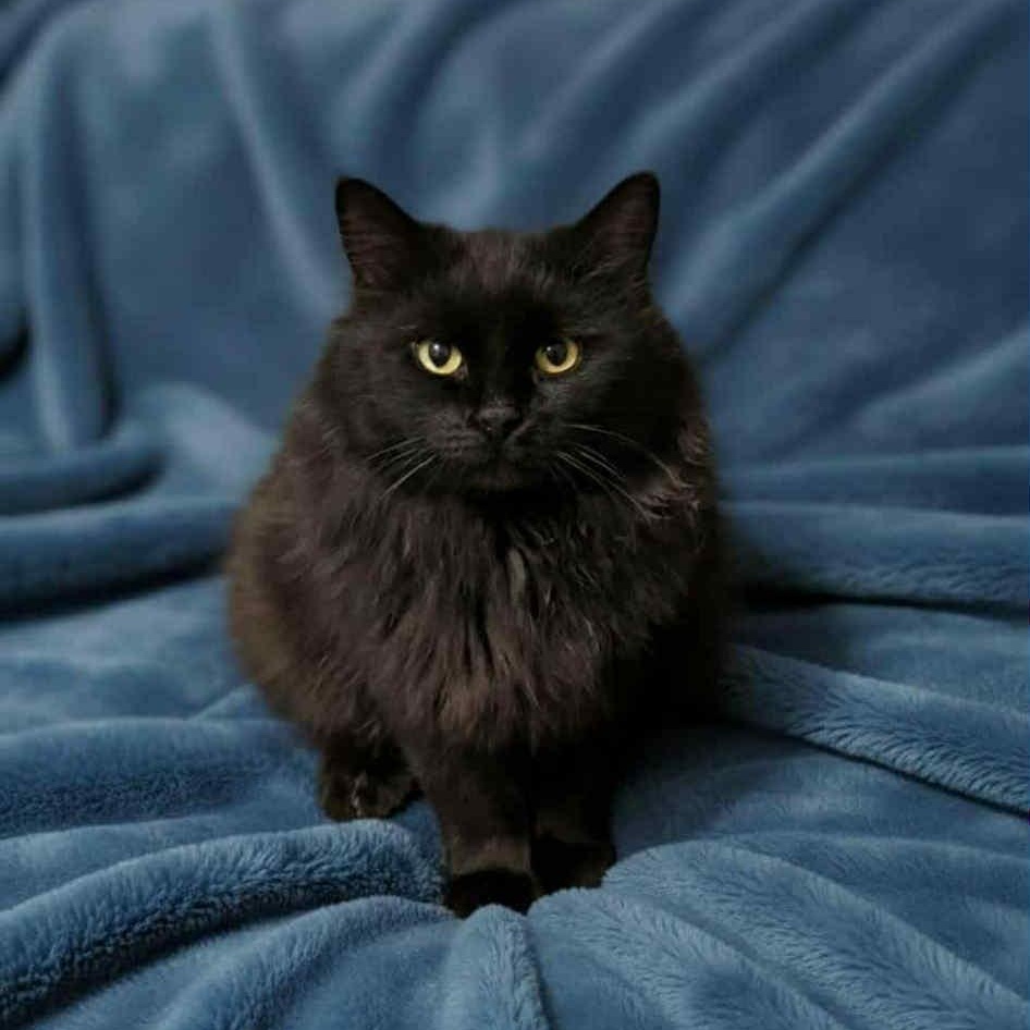 Jetson @ Livonia PetSmart