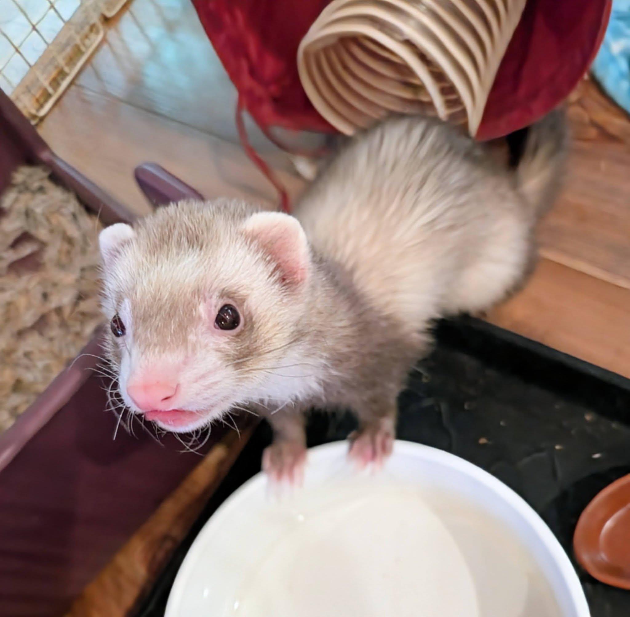 Cherry and Rosie, an adopted Ferret in Brandy Station, VA image 3/4