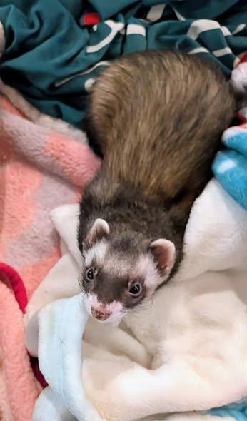 Cherry and Rosie, an adopted Ferret in Brandy Station, VA image 2/4
