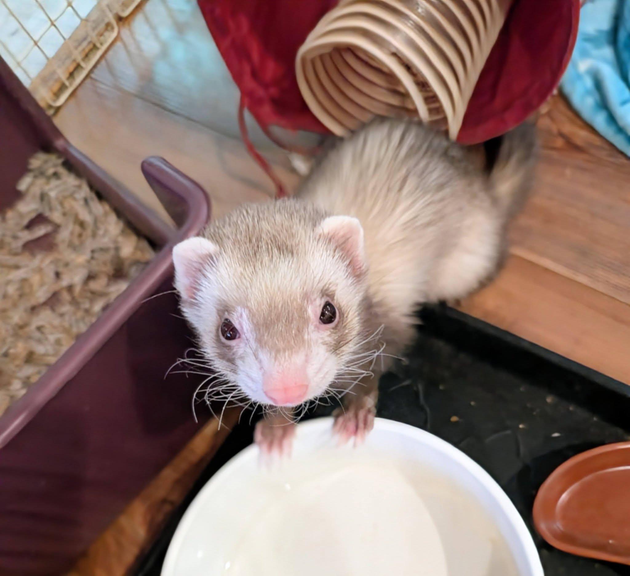 Cherry and Rosie, an adopted Ferret in Brandy Station, VA image 1/4